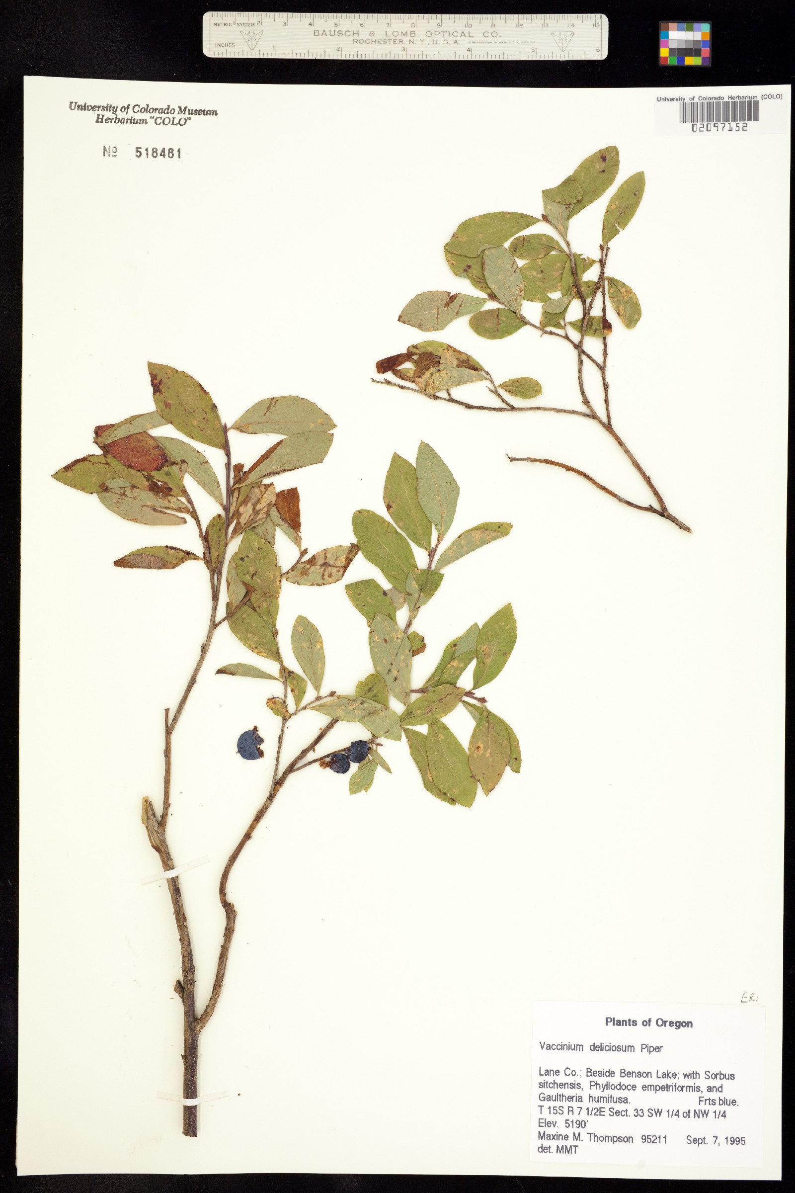 Vaccinium deliciosum image