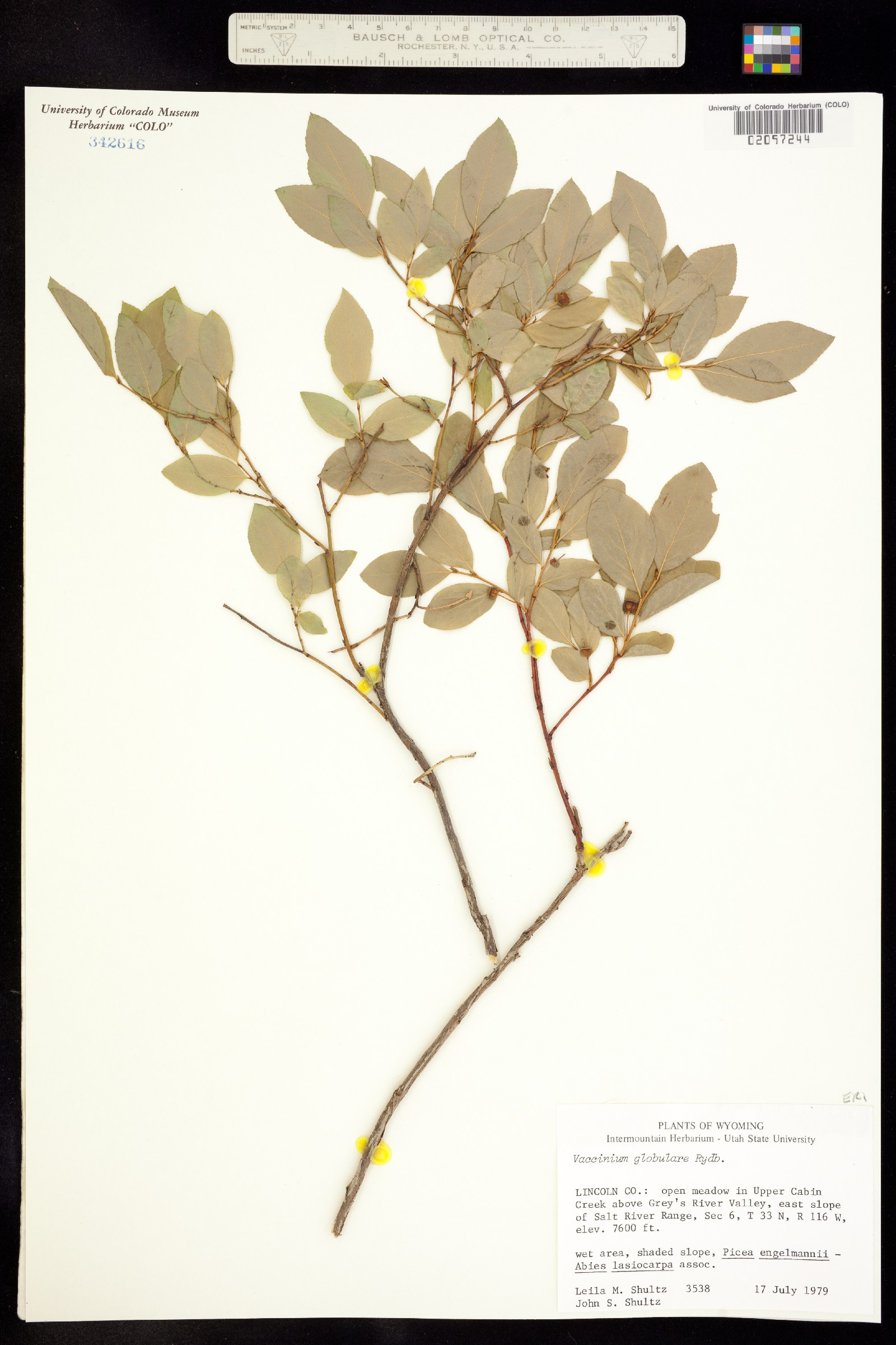 Vaccinium membranaceum image