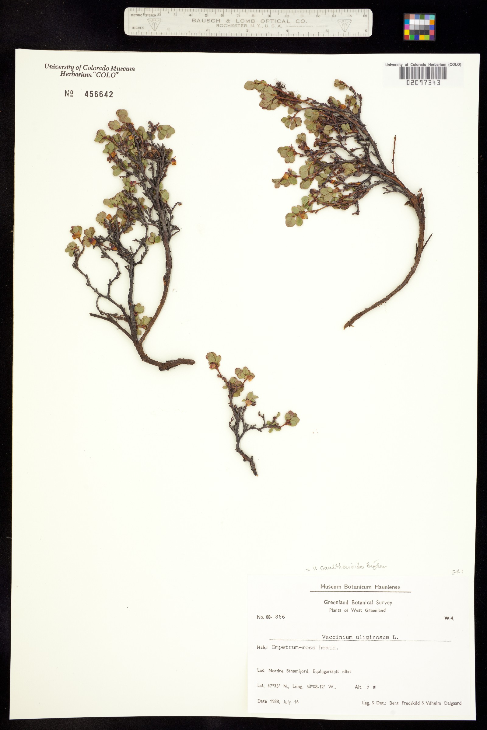 Vaccinium uliginosum image