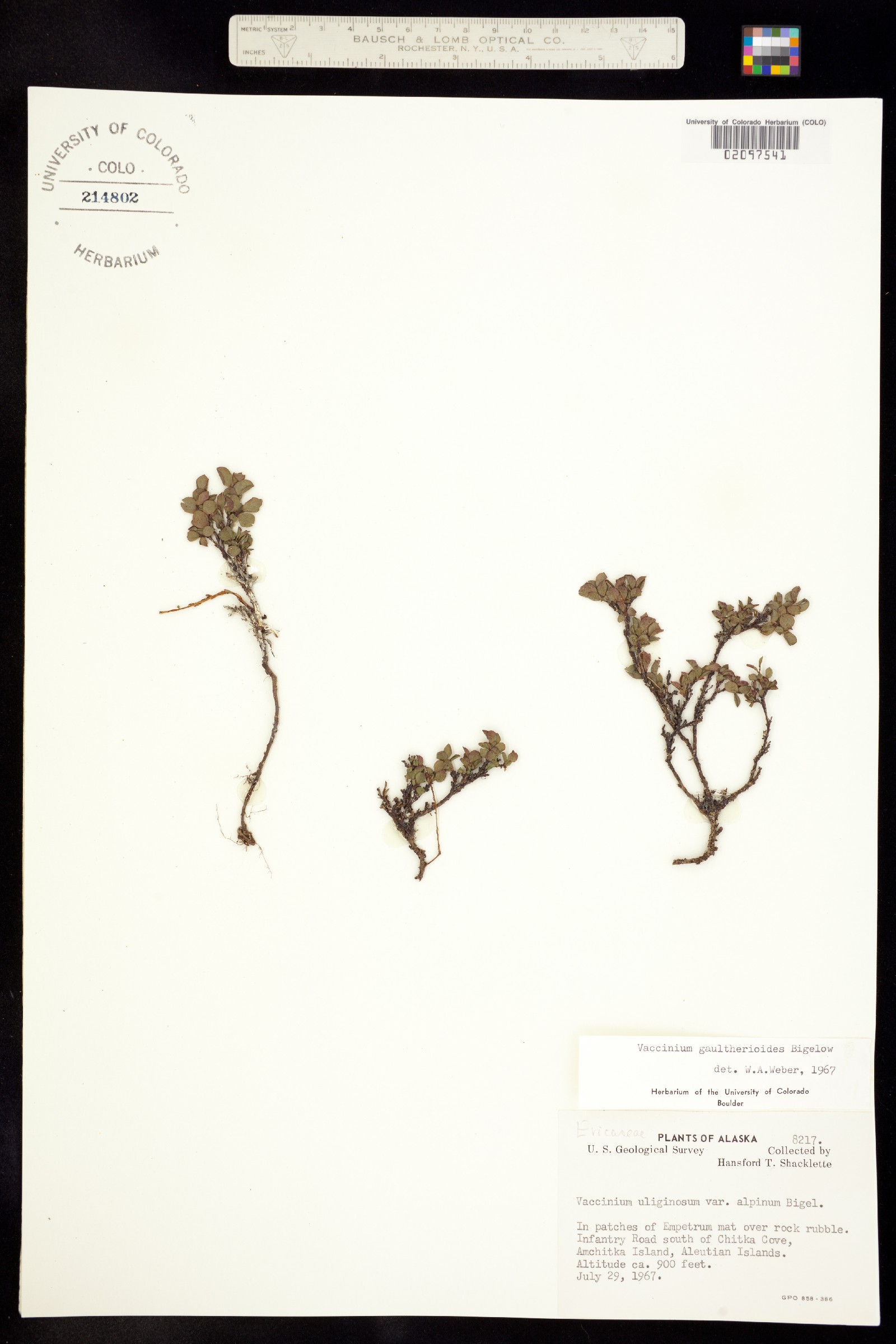 Vaccinium uliginosum image