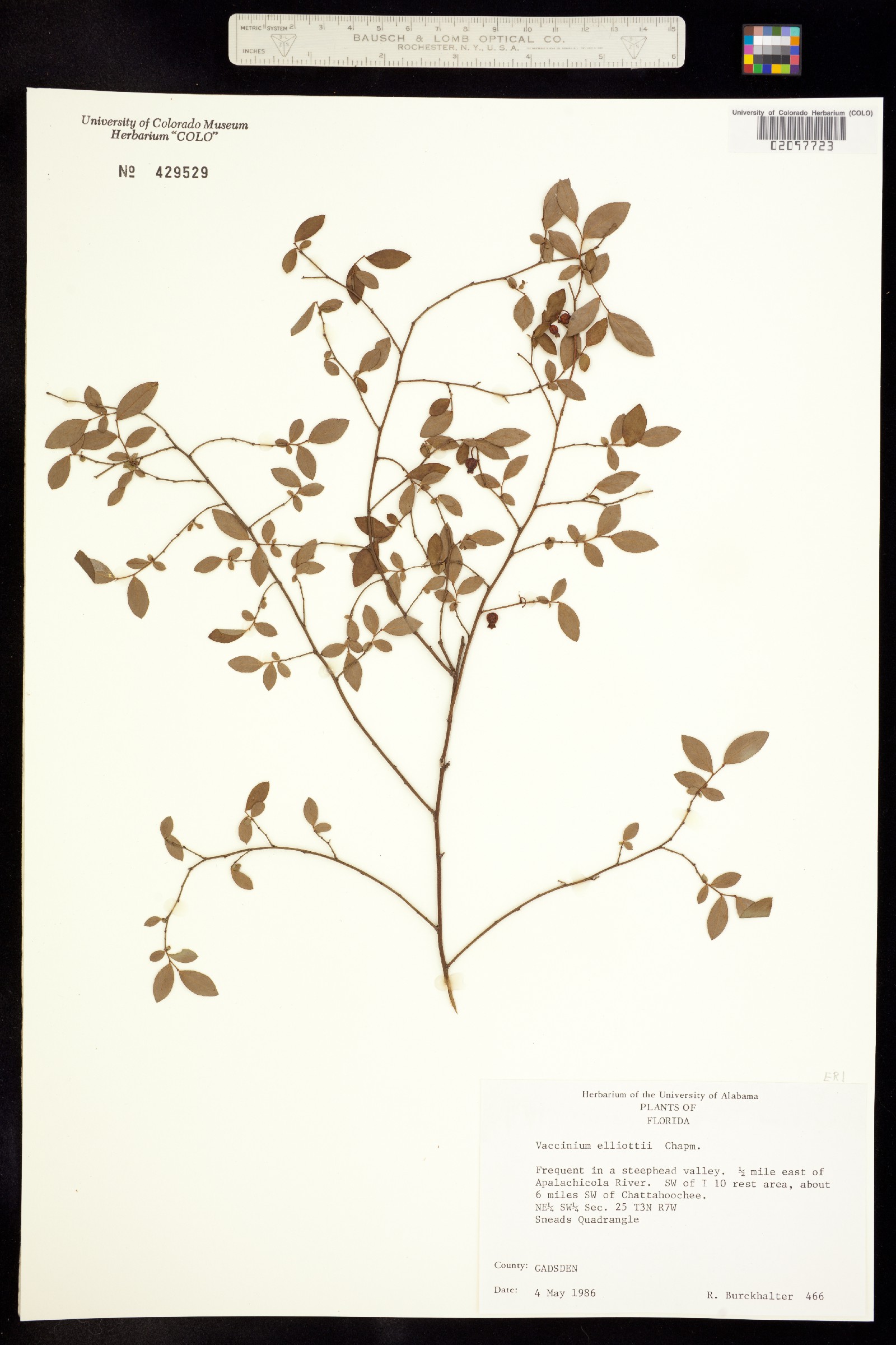 Vaccinium elliottii image