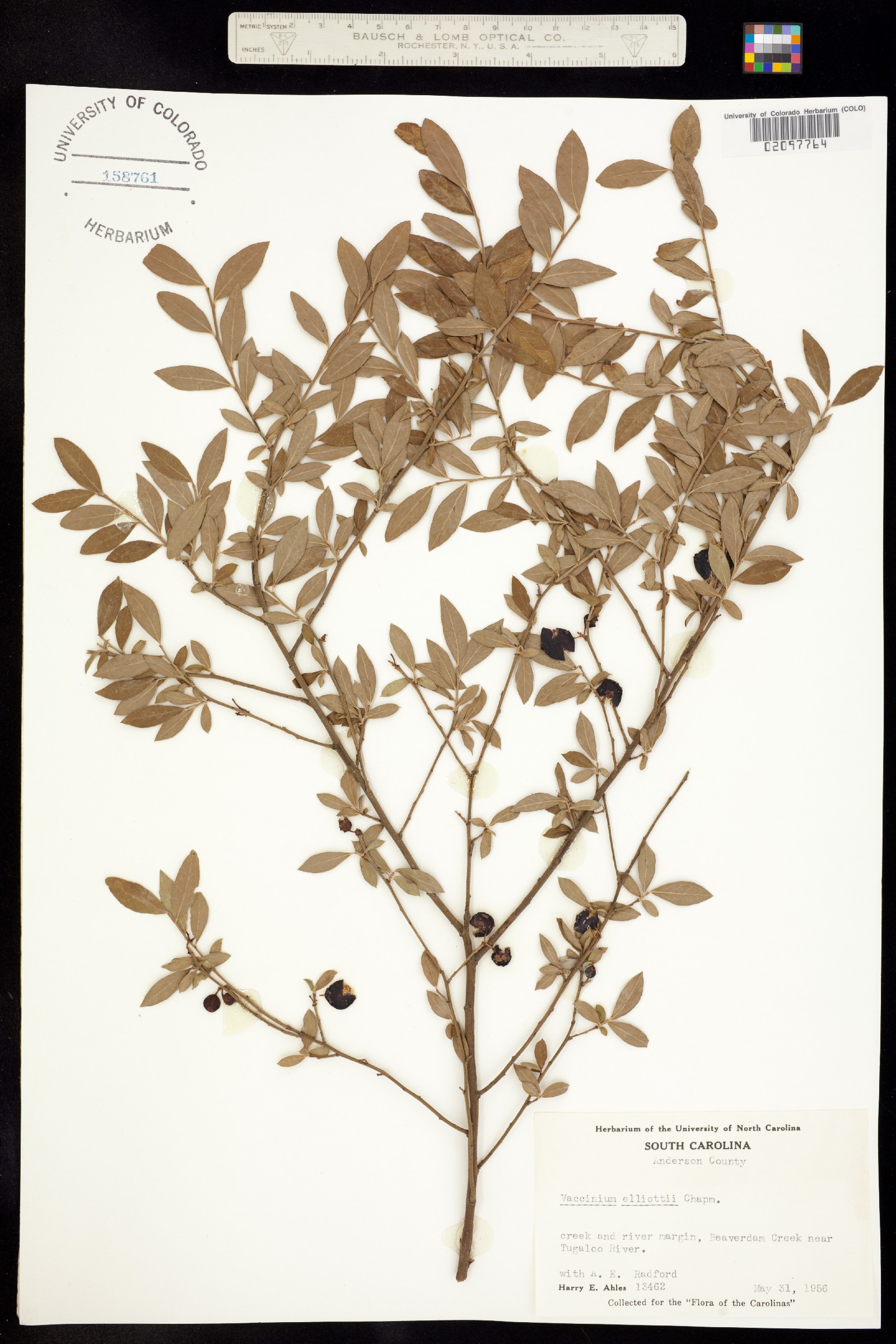 Vaccinium elliottii image