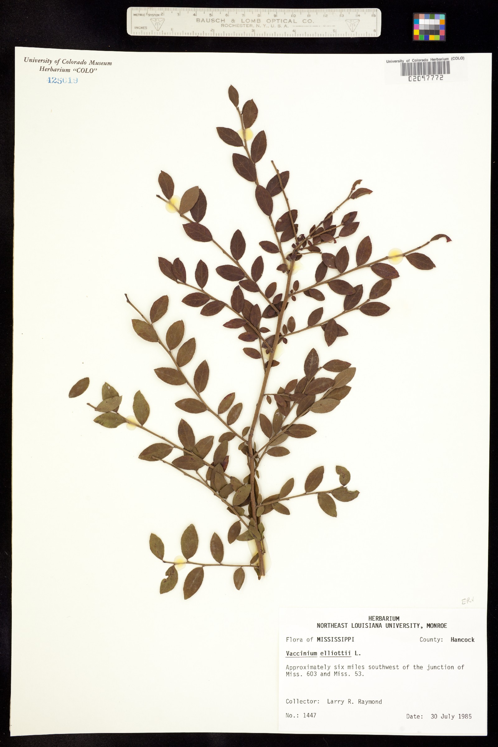 Vaccinium elliottii image