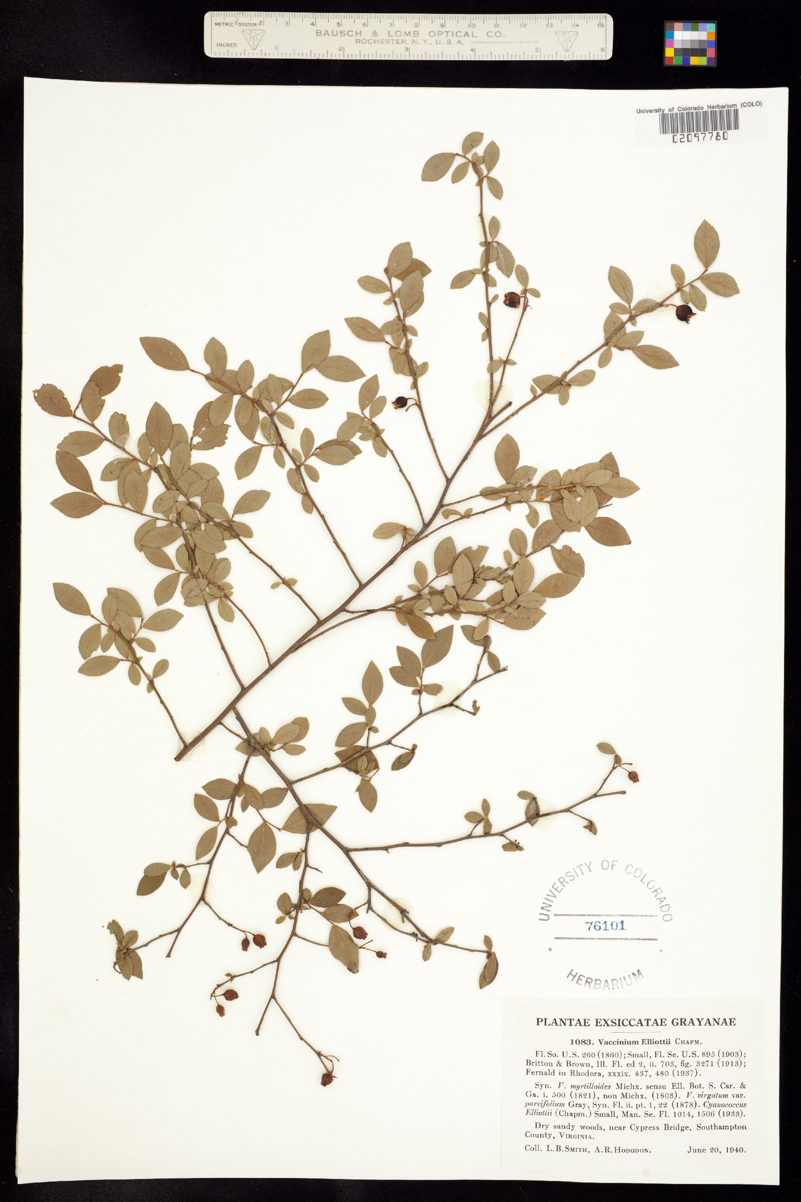 Vaccinium elliottii image