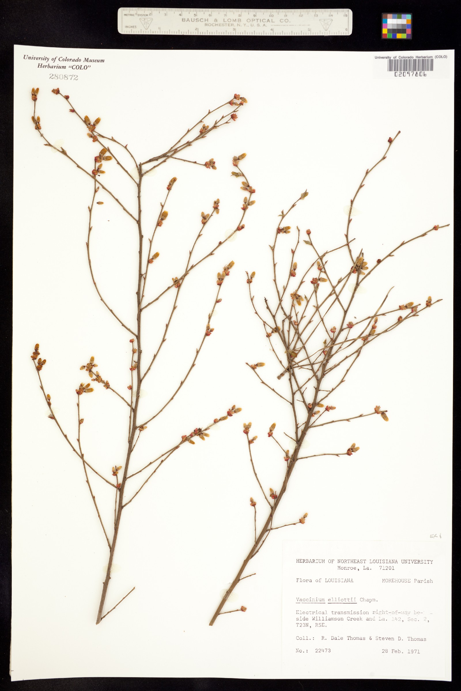 Vaccinium elliottii image