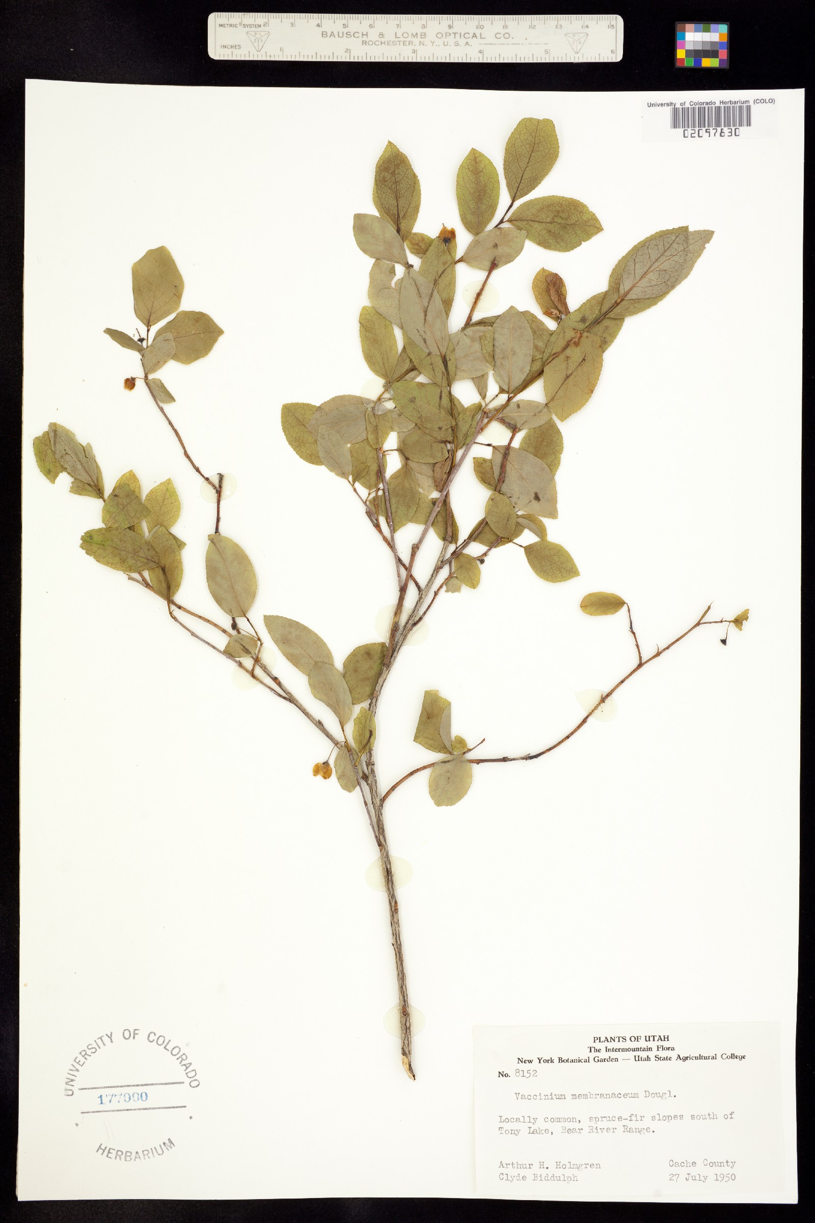 Vaccinium image