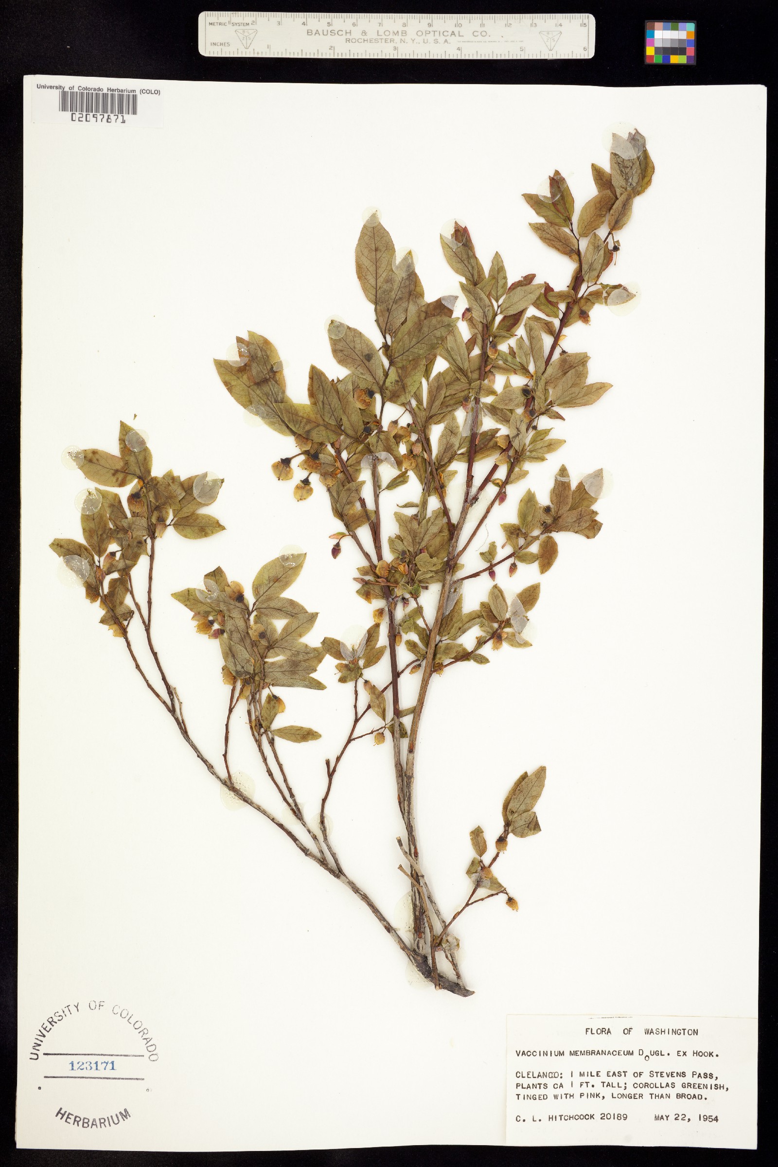 Vaccinium membranaceum image