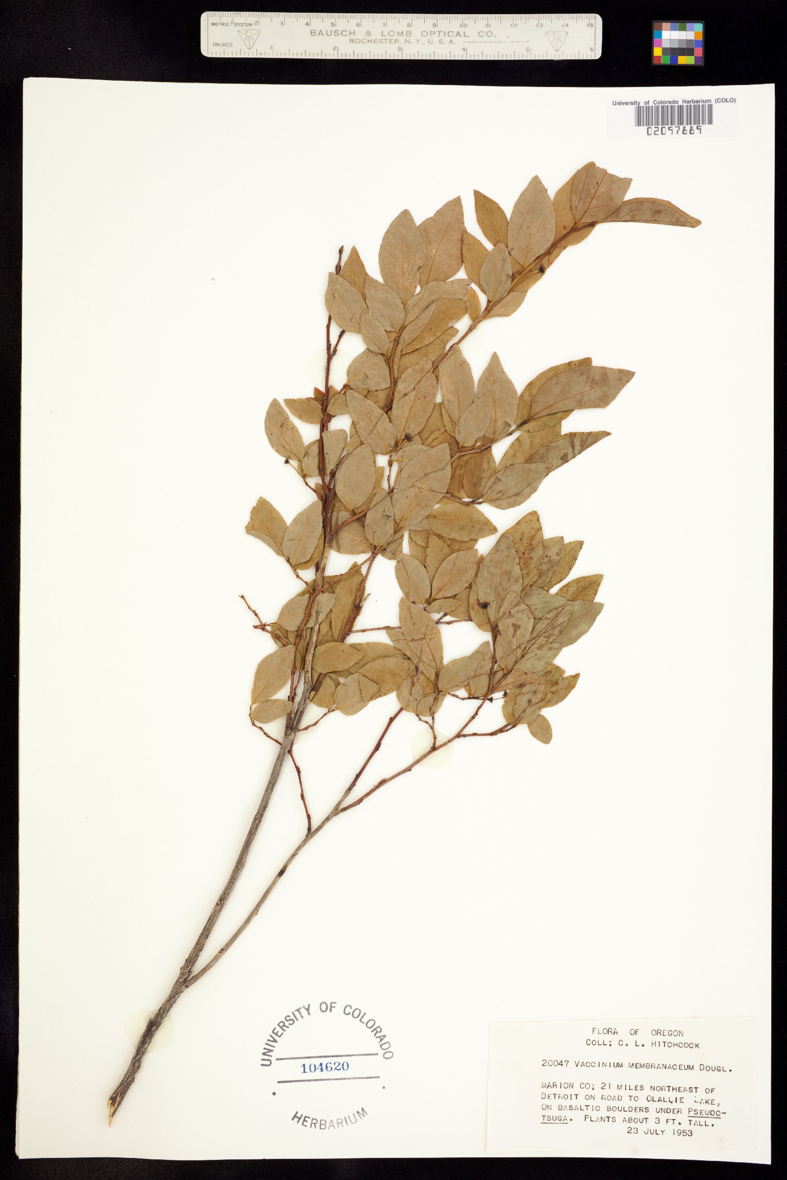 Vaccinium membranaceum image