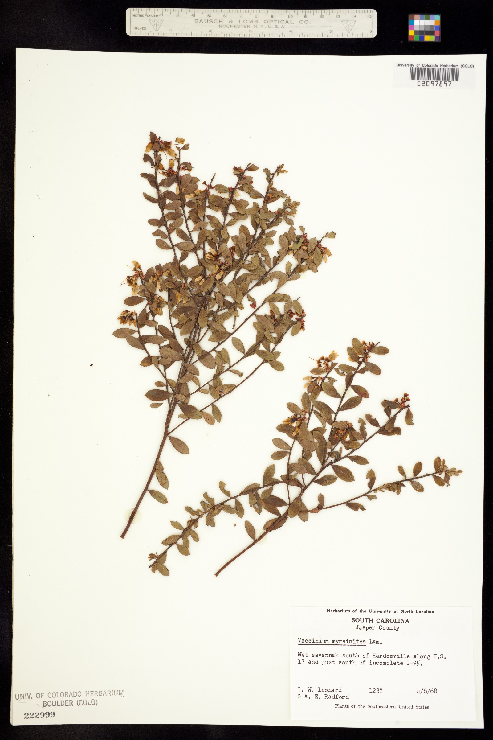 Vaccinium myrsinites image