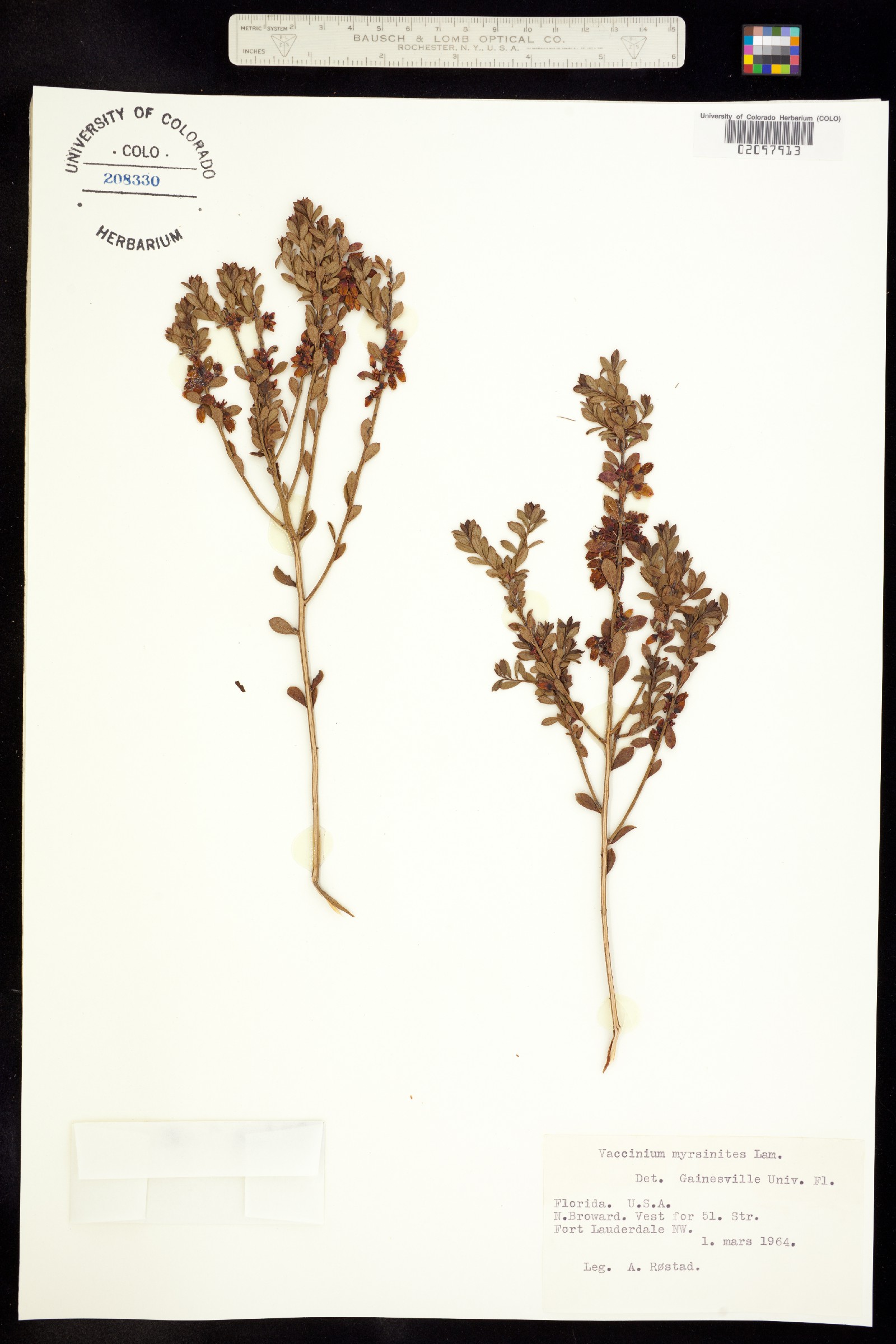 Vaccinium myrsinites image