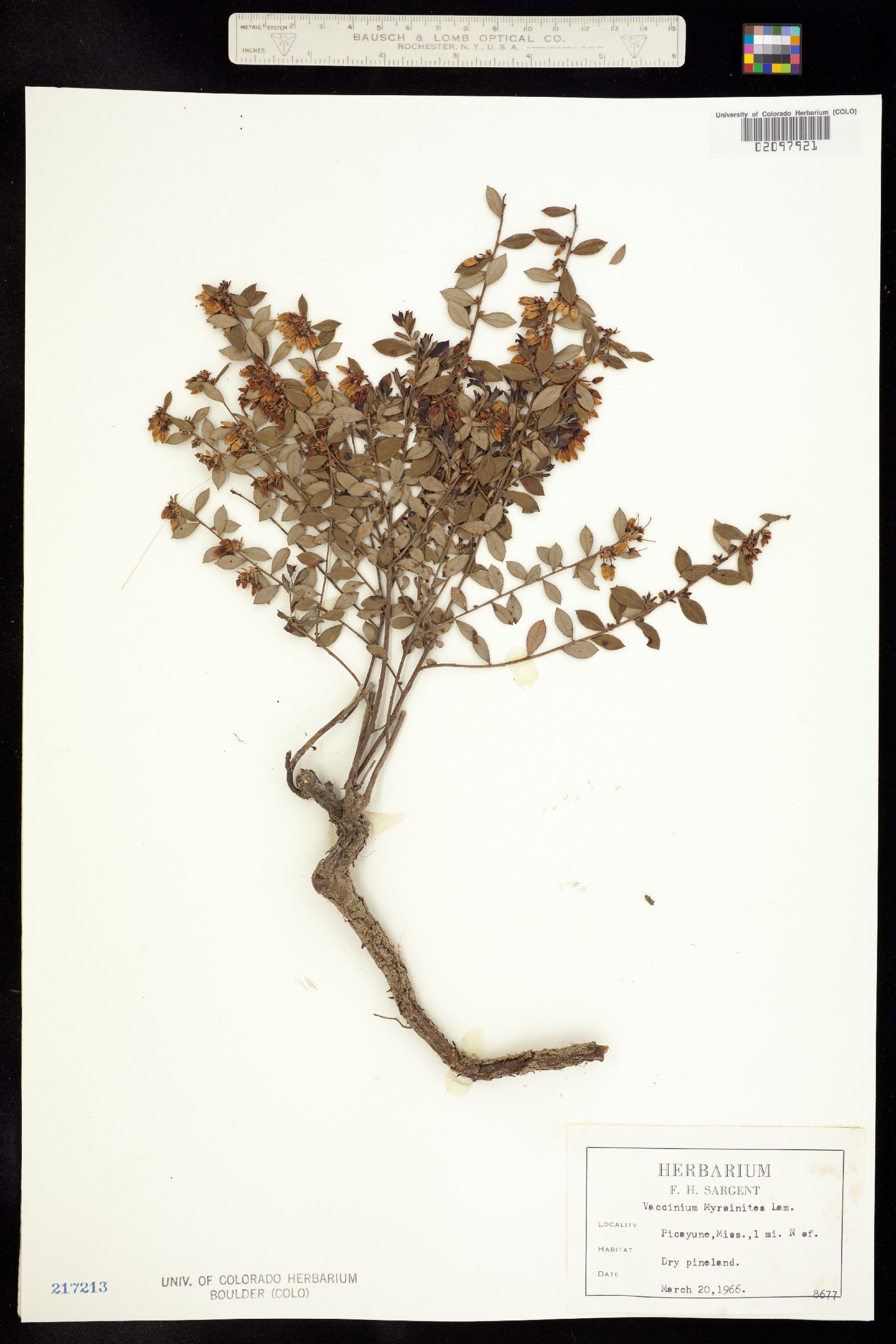 Vaccinium myrsinites image