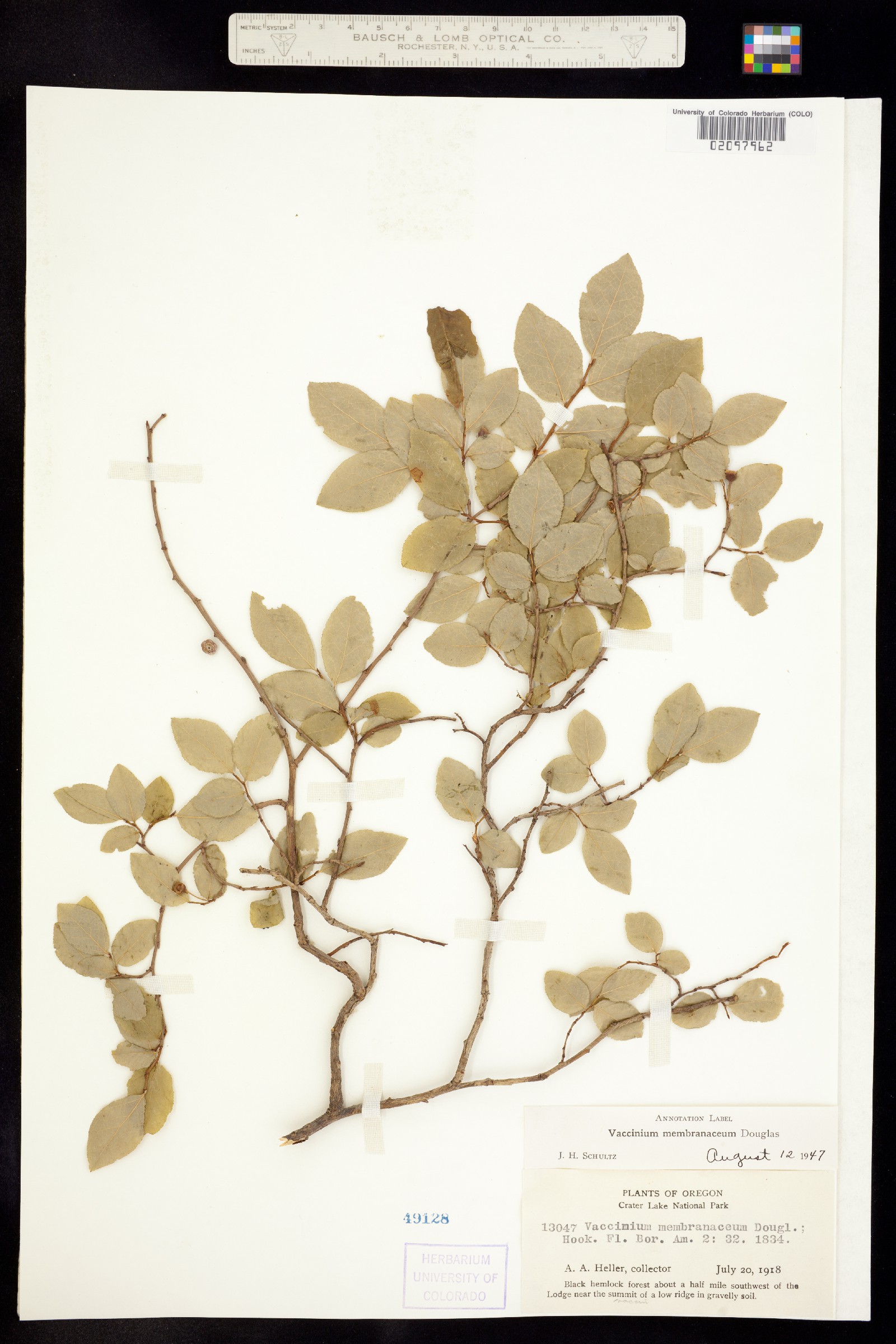 Vaccinium membranaceum image