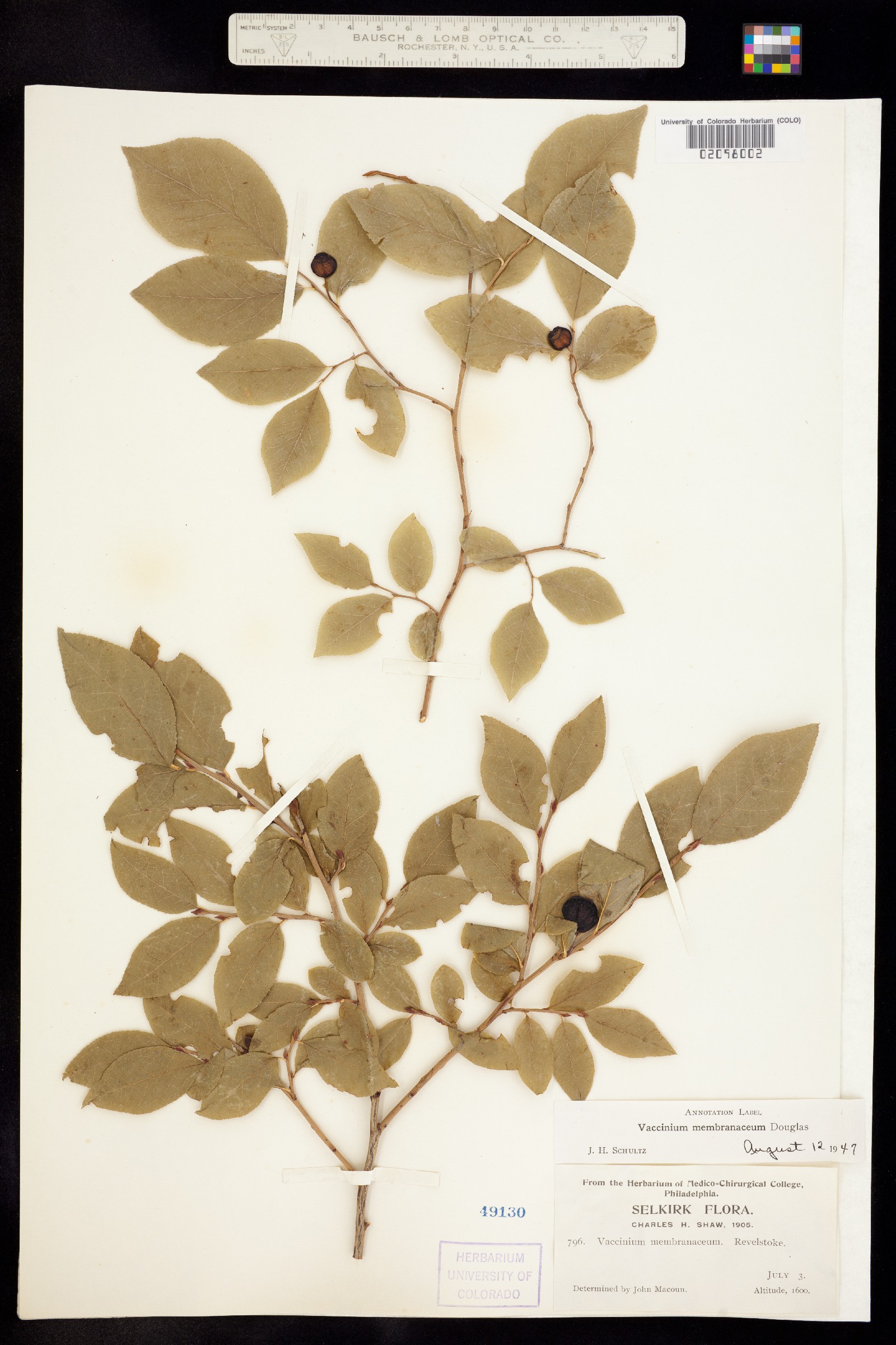Vaccinium membranaceum image