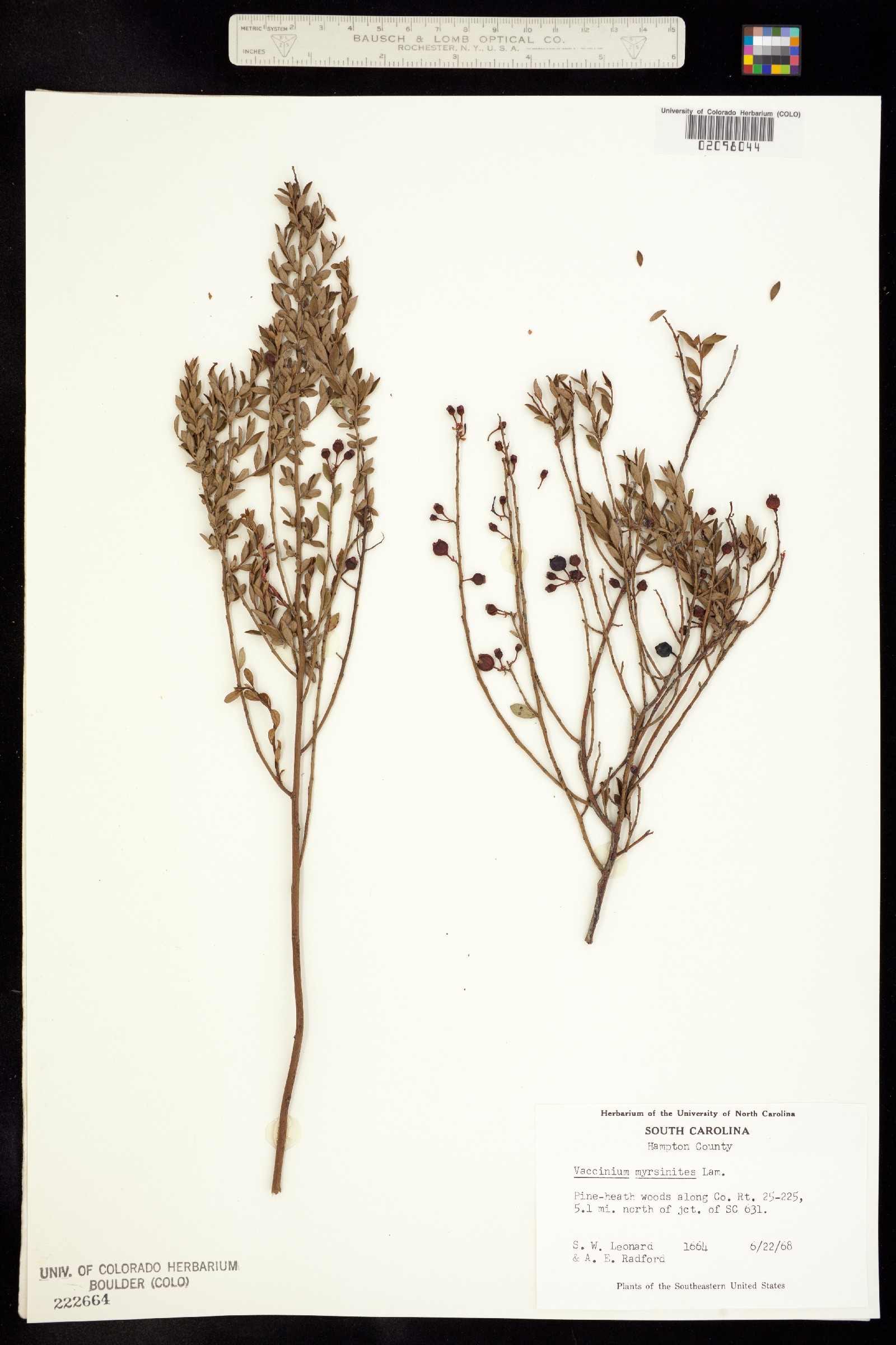 Vaccinium myrsinites image