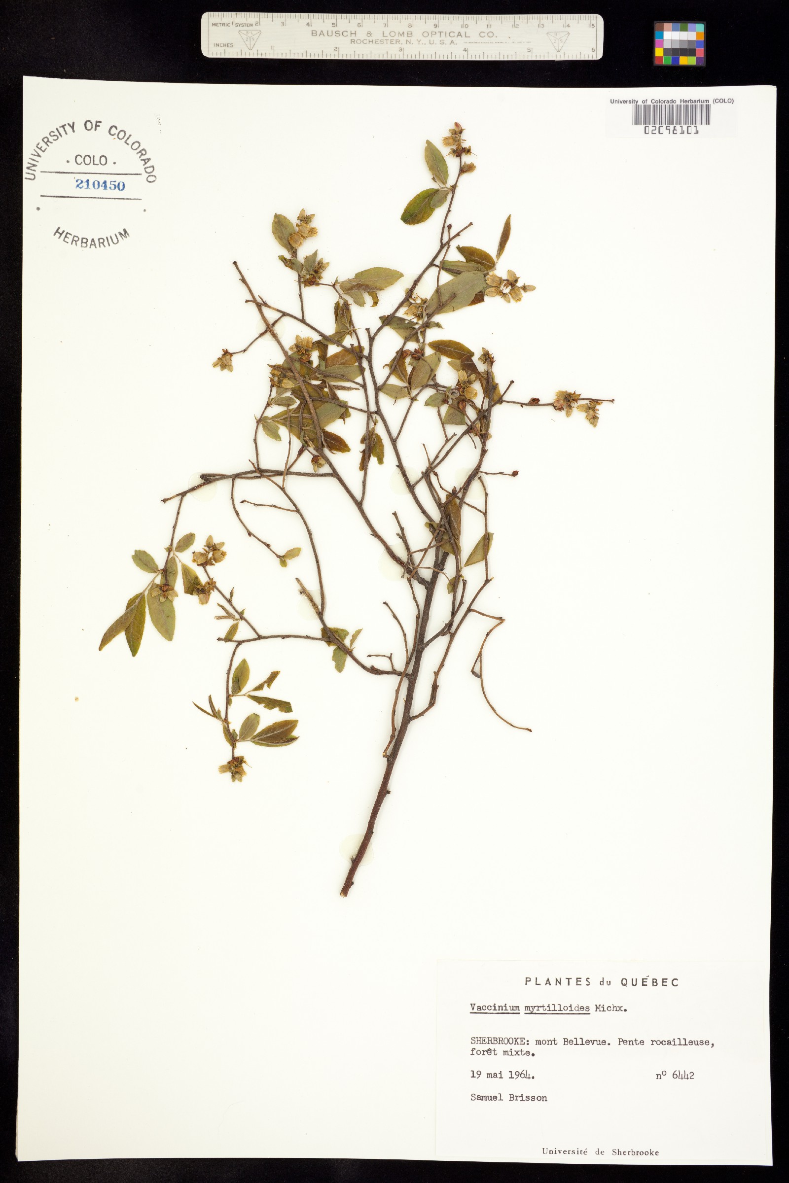 Vaccinium myrtilloides image