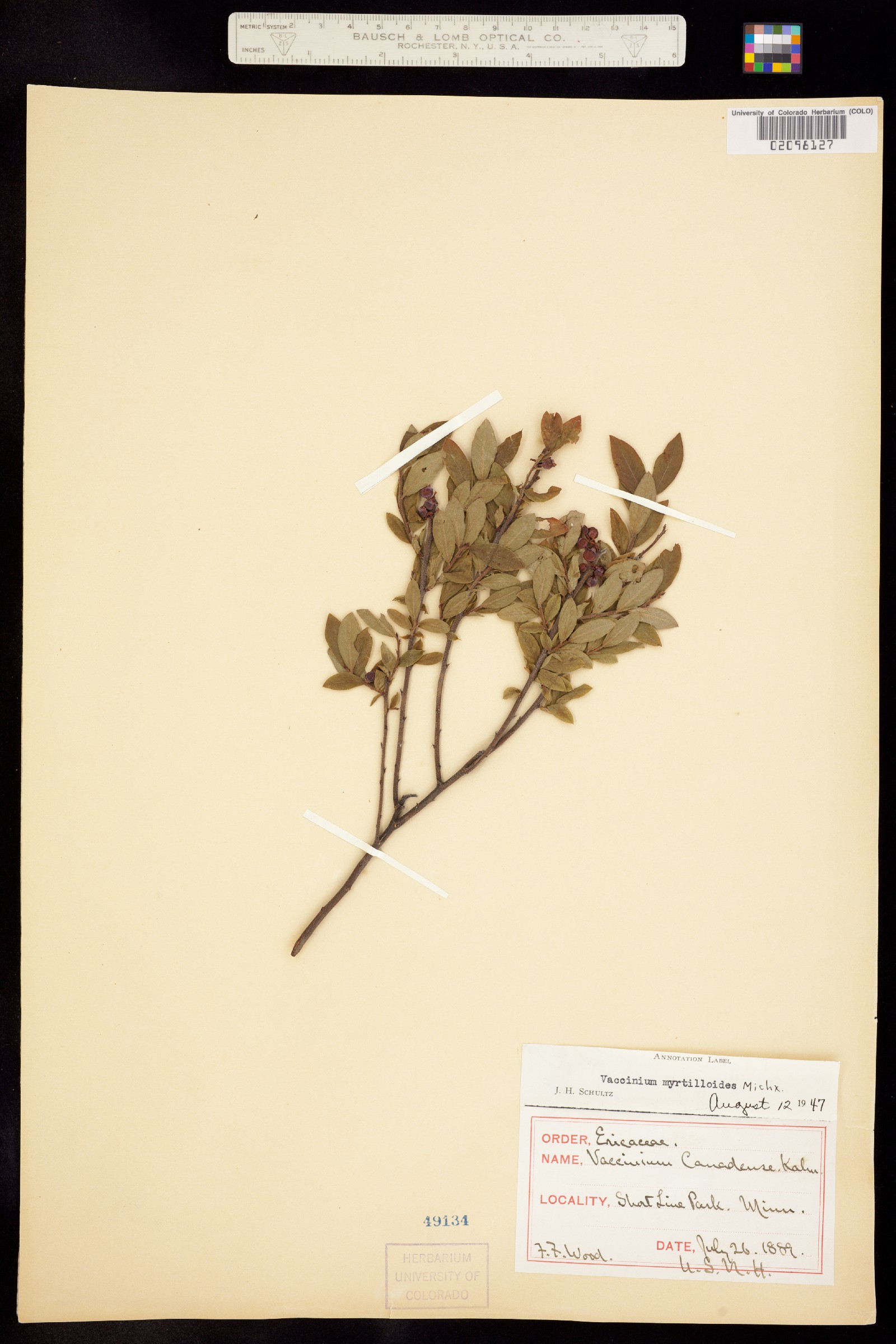 Vaccinium myrtilloides image