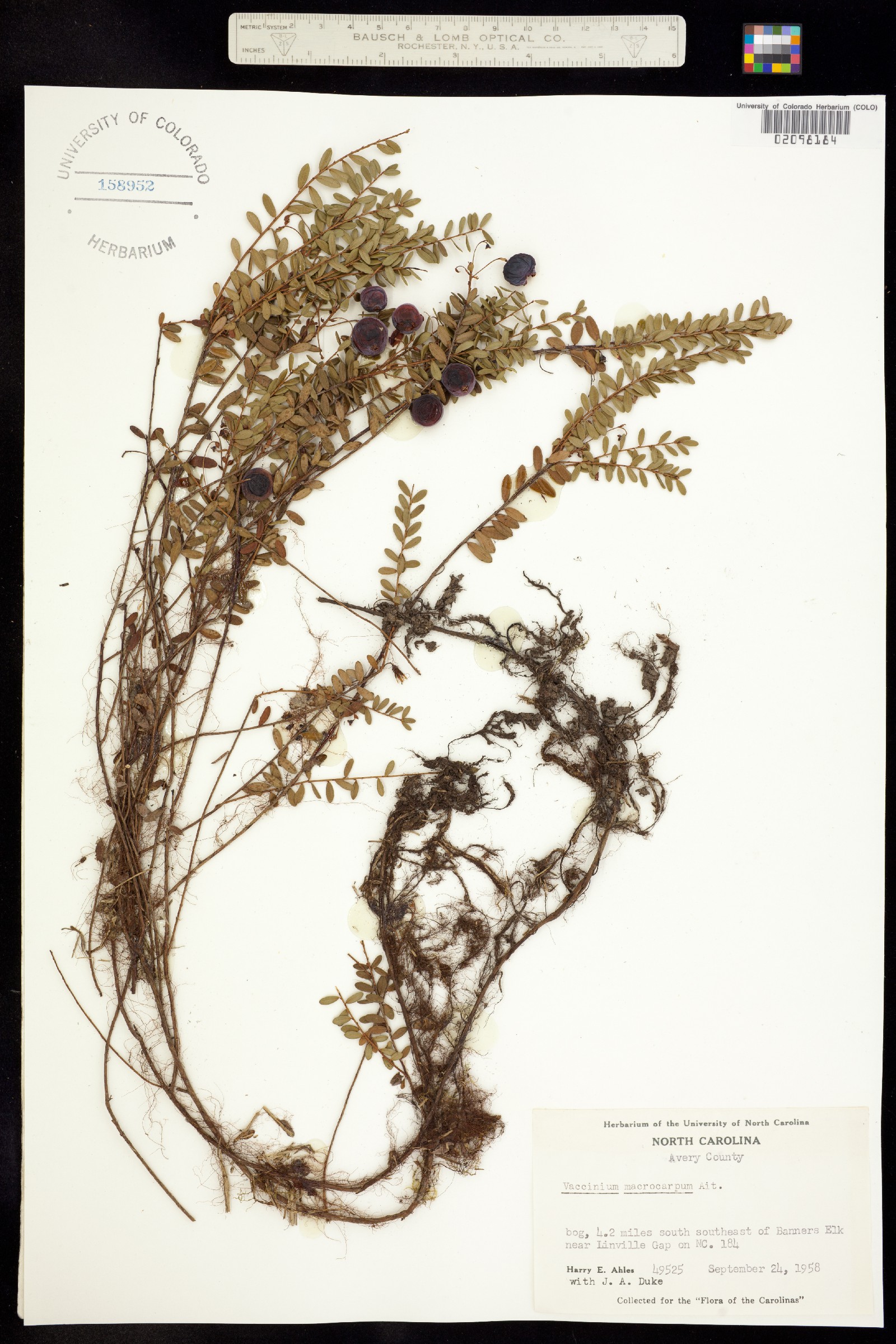 Vaccinium macrocarpon image