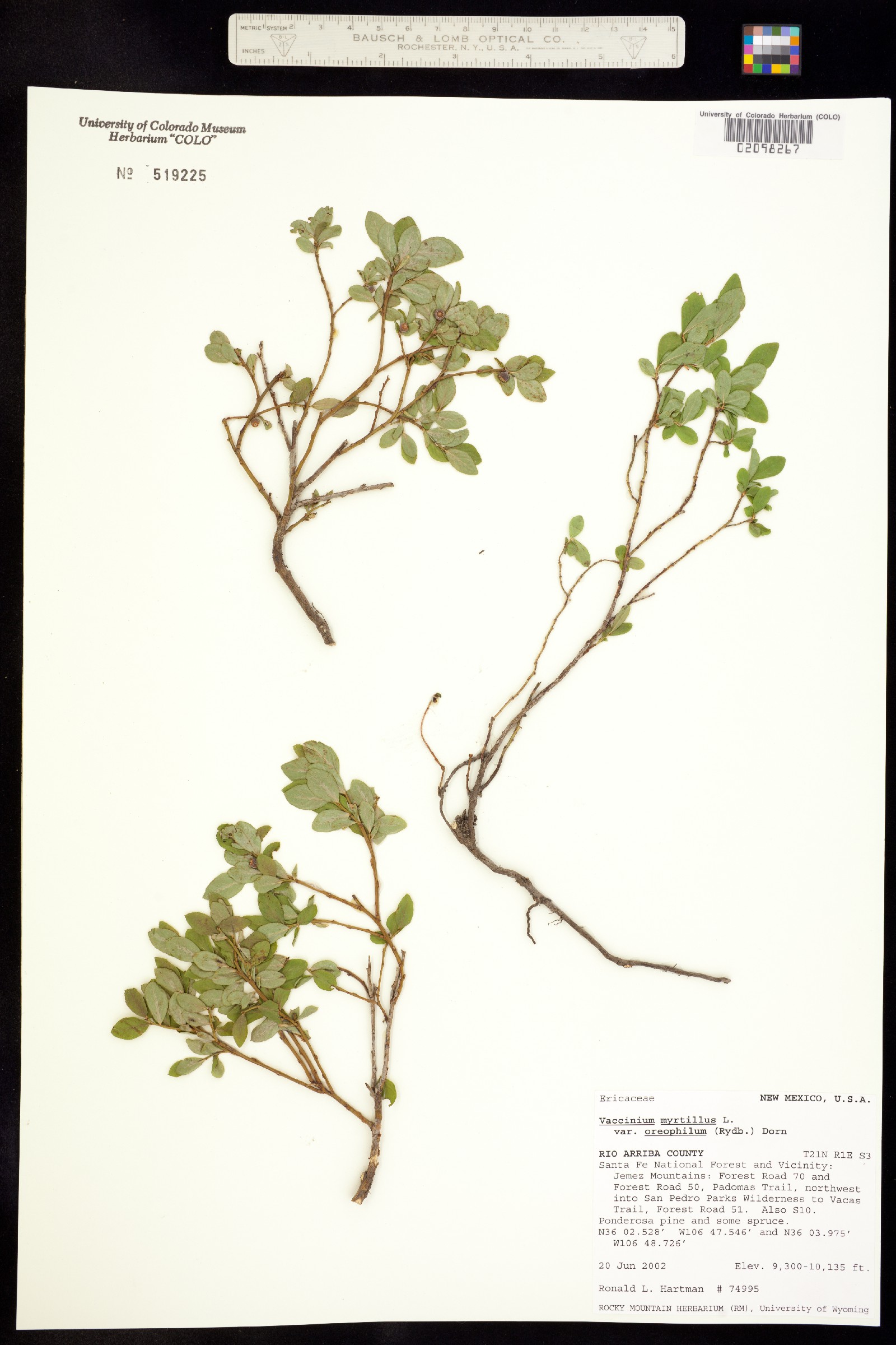 Vaccinium myrtillus image