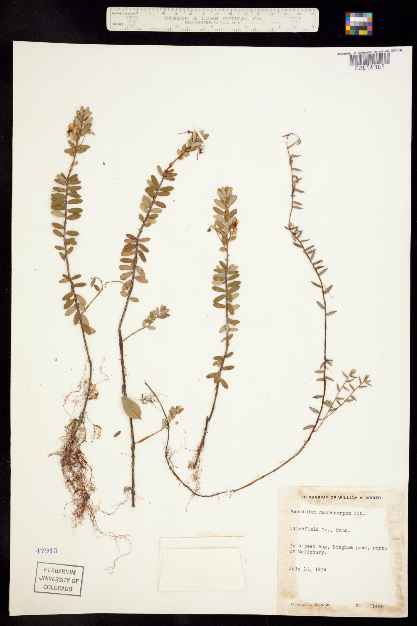 Vaccinium macrocarpon image