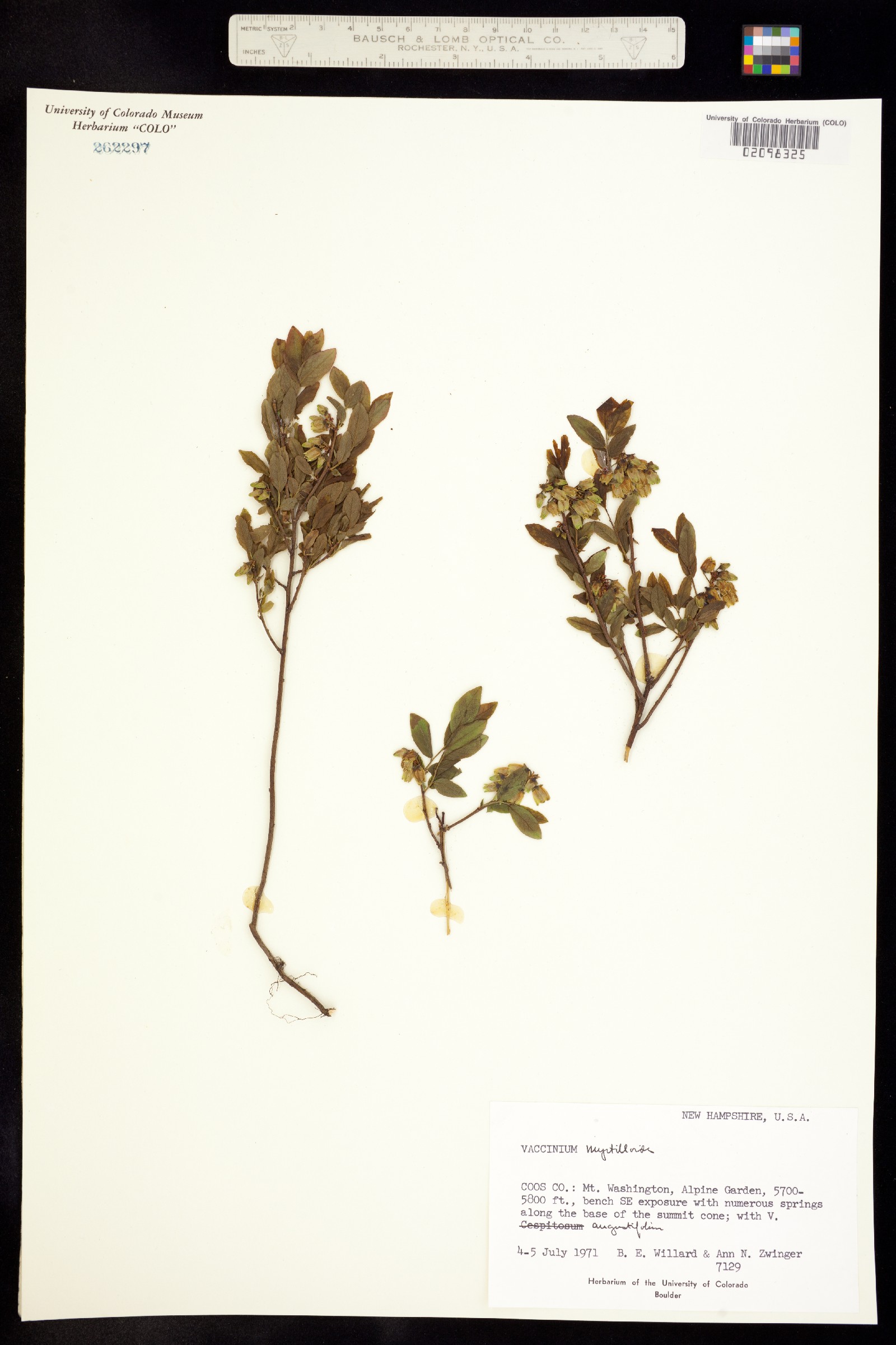 Vaccinium myrtilloides image