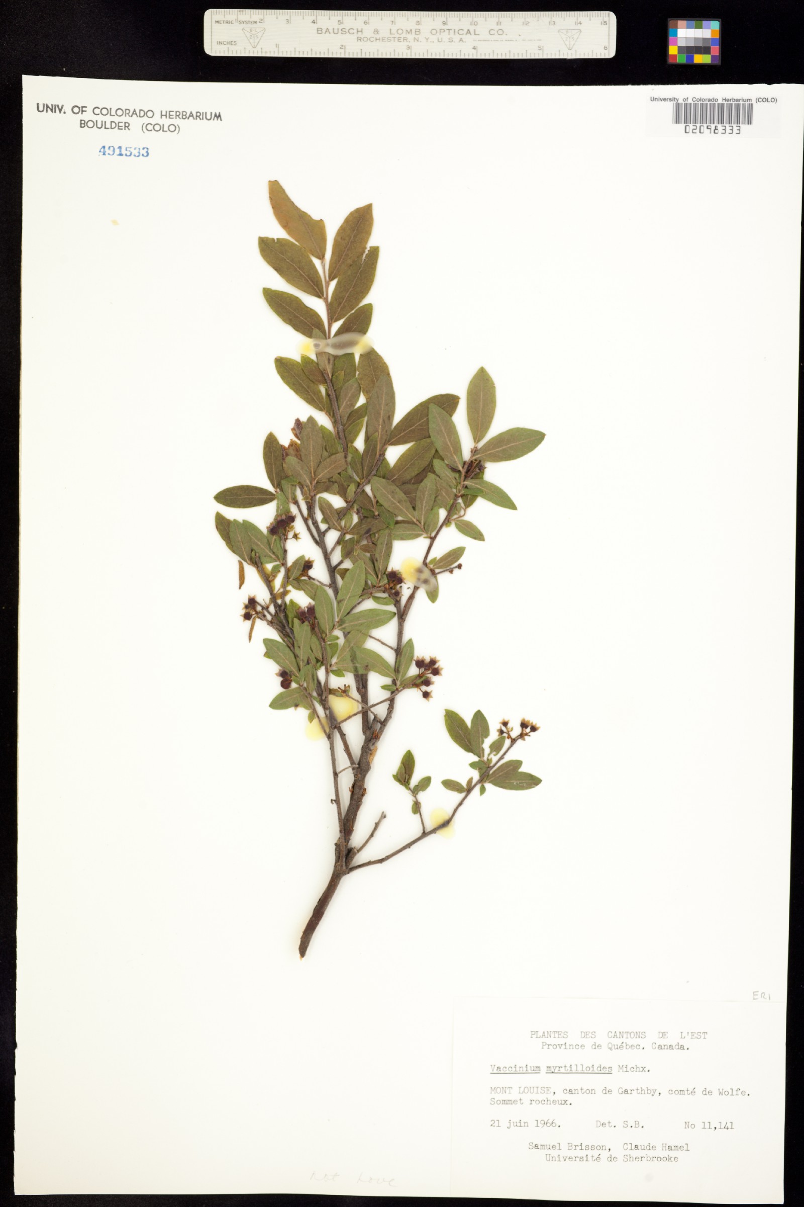 Vaccinium myrtilloides image