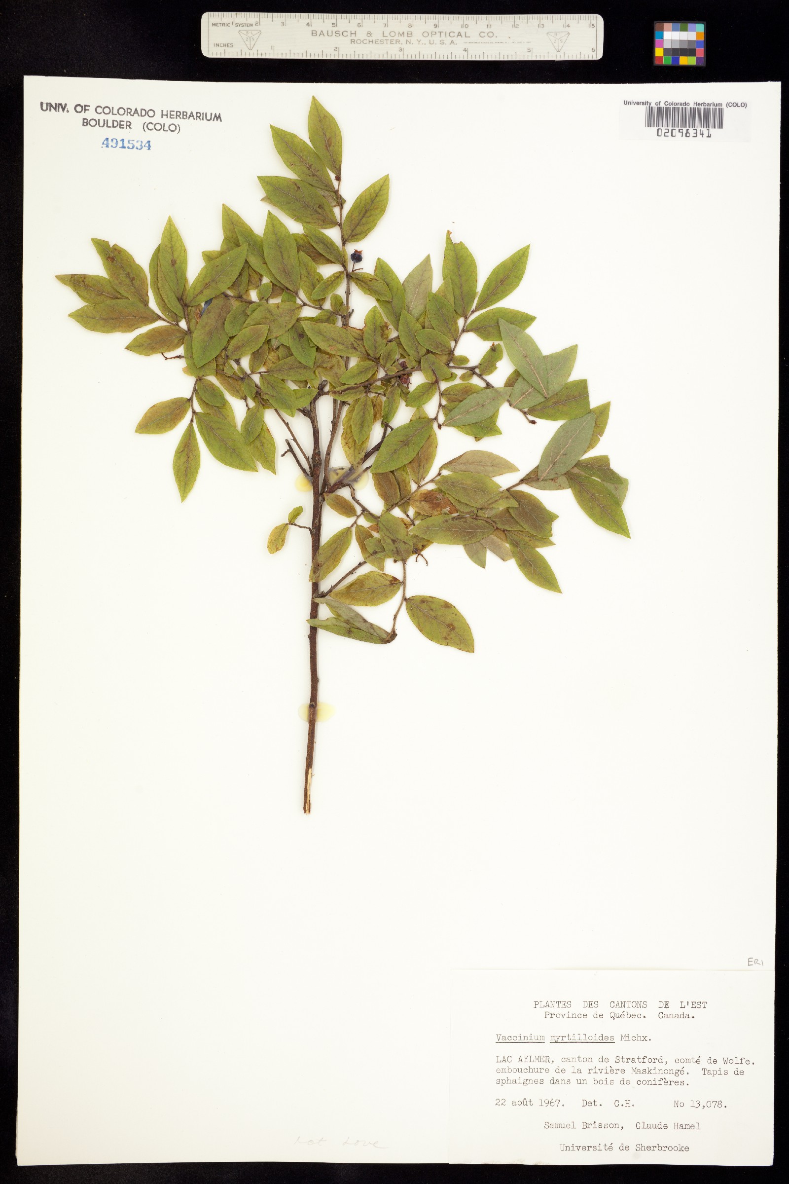 Vaccinium myrtilloides image