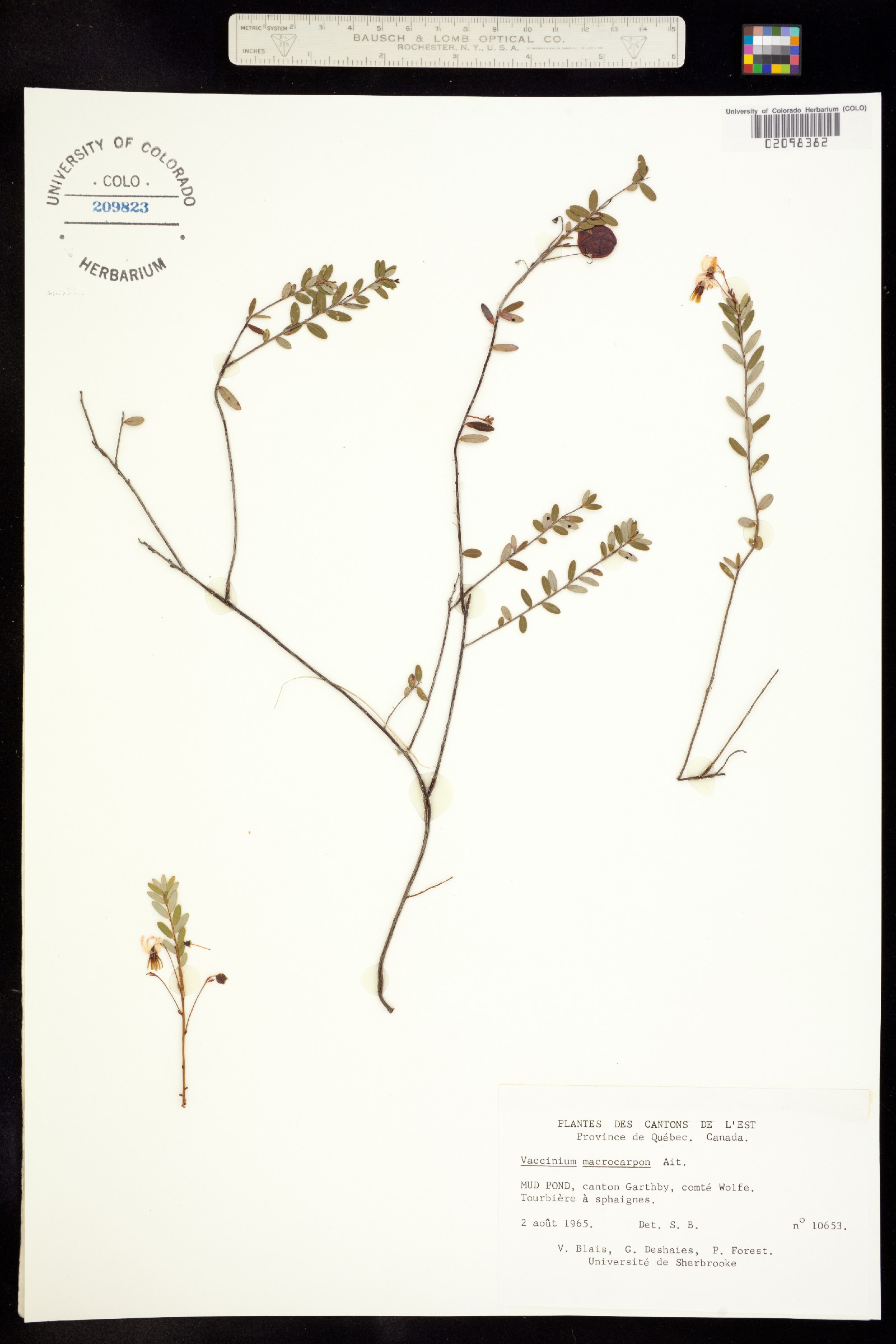 Vaccinium macrocarpon image