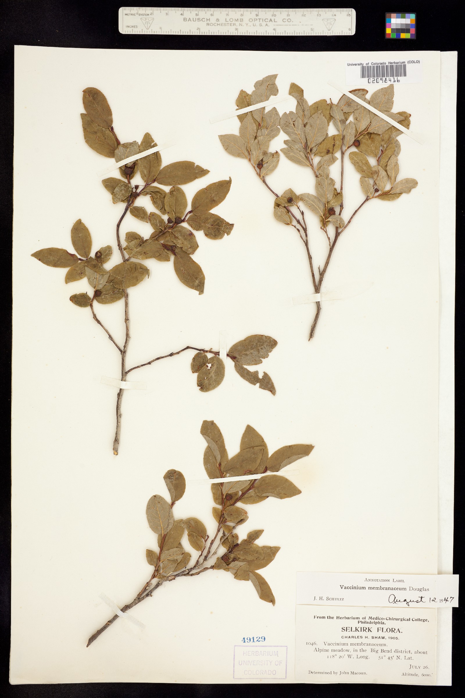 Vaccinium membranaceum image