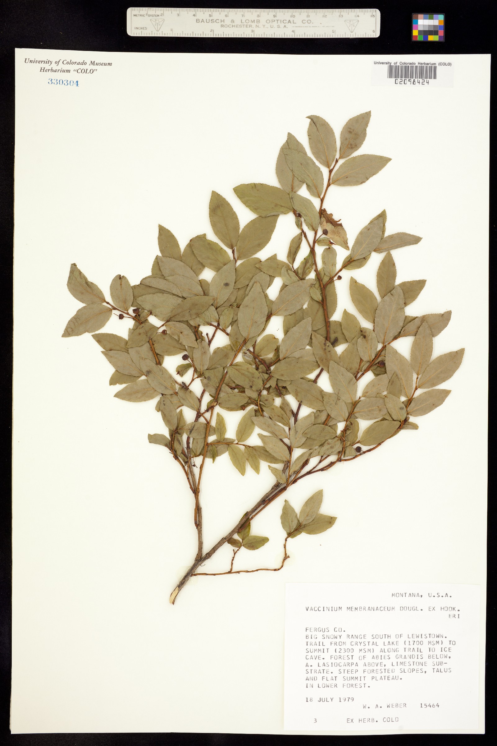 Vaccinium membranaceum image