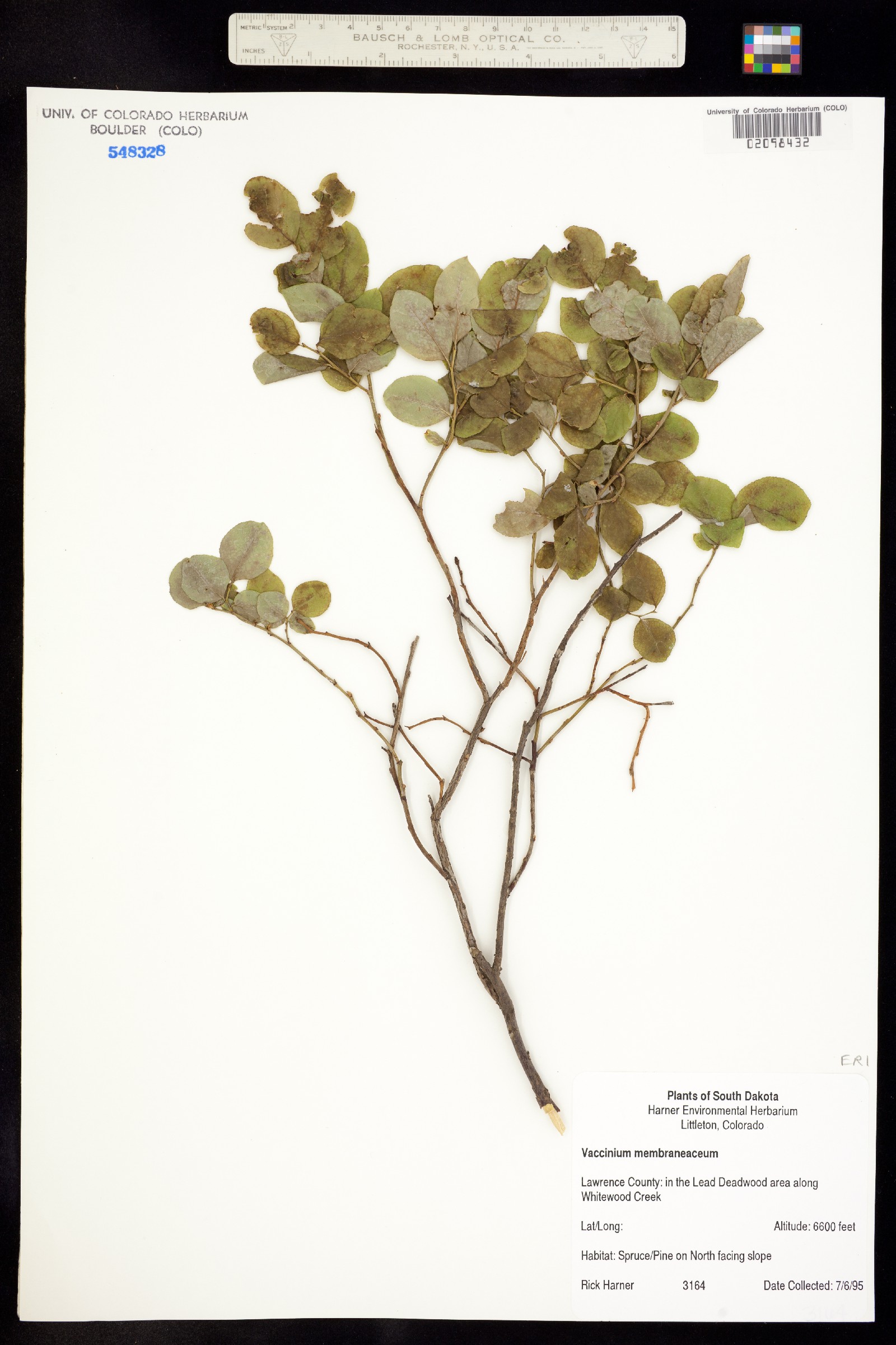 Vaccinium membranaceum image