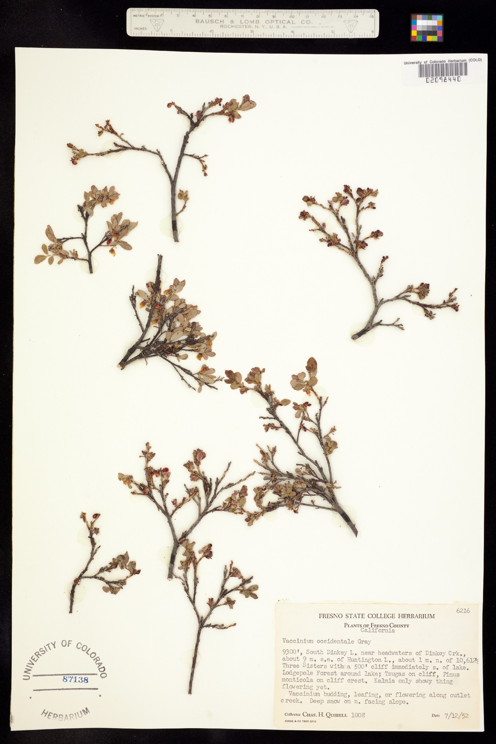 Vaccinium uliginosum ssp. occidentale image