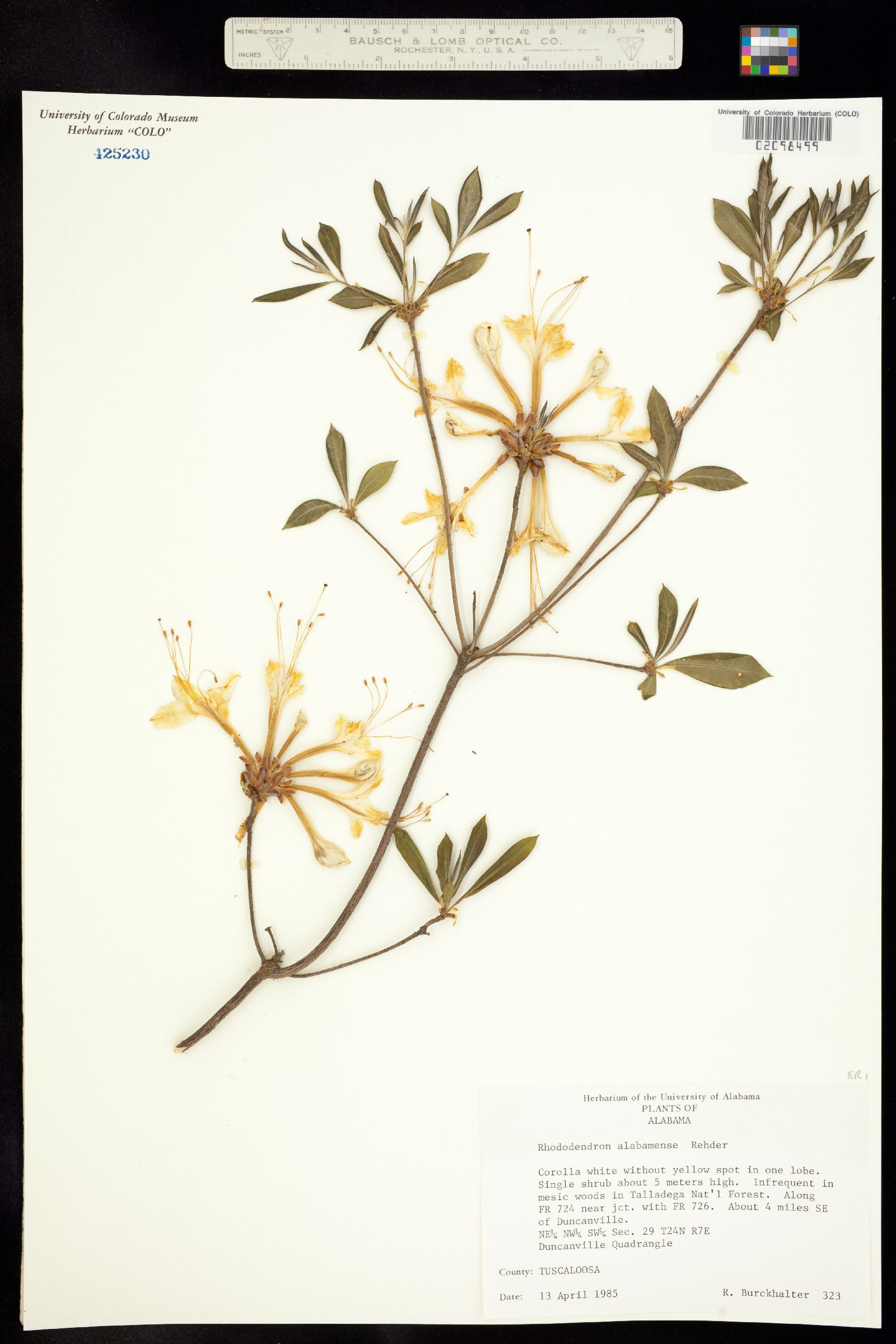 Rhododendron alabamense image