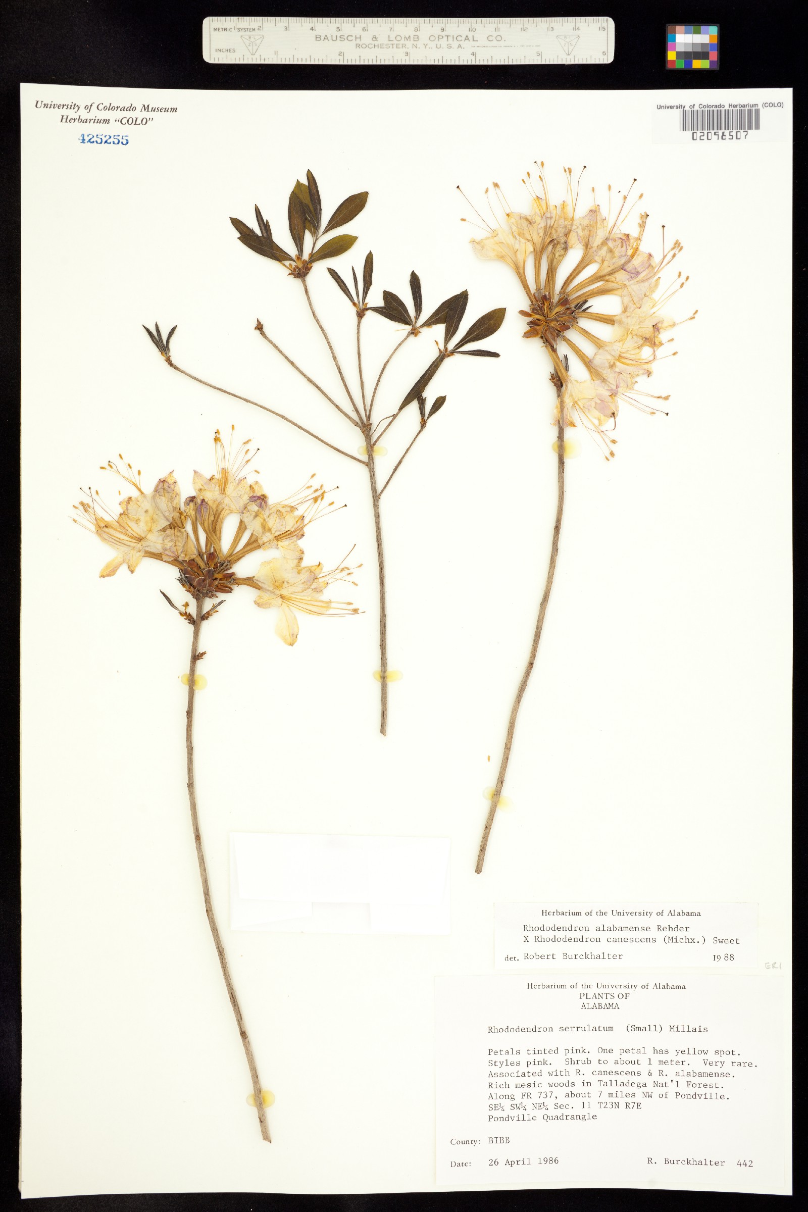 Rhododendron alabamense image