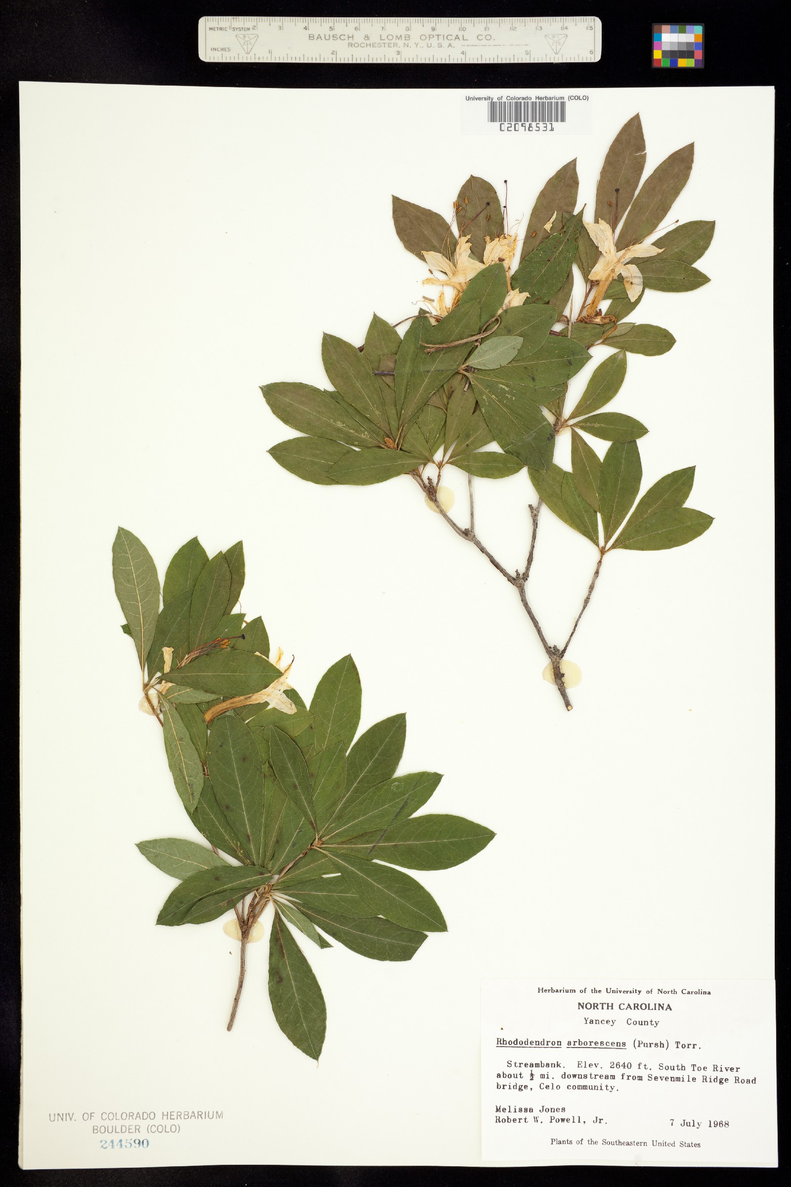 Rhododendron arborescens image