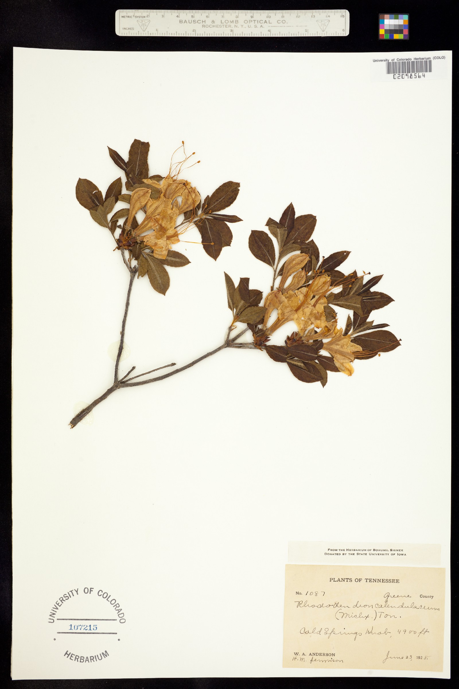 Rhododendron calendulaceum image