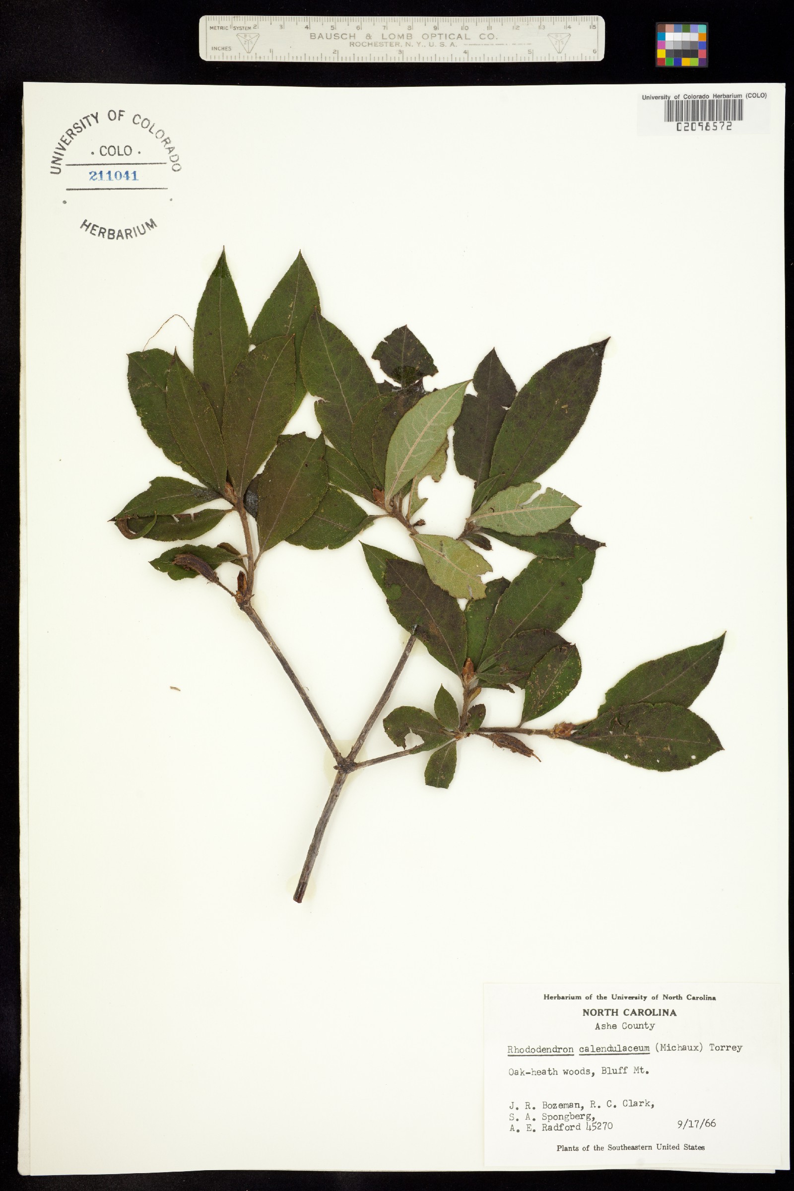 Rhododendron calendulaceum image