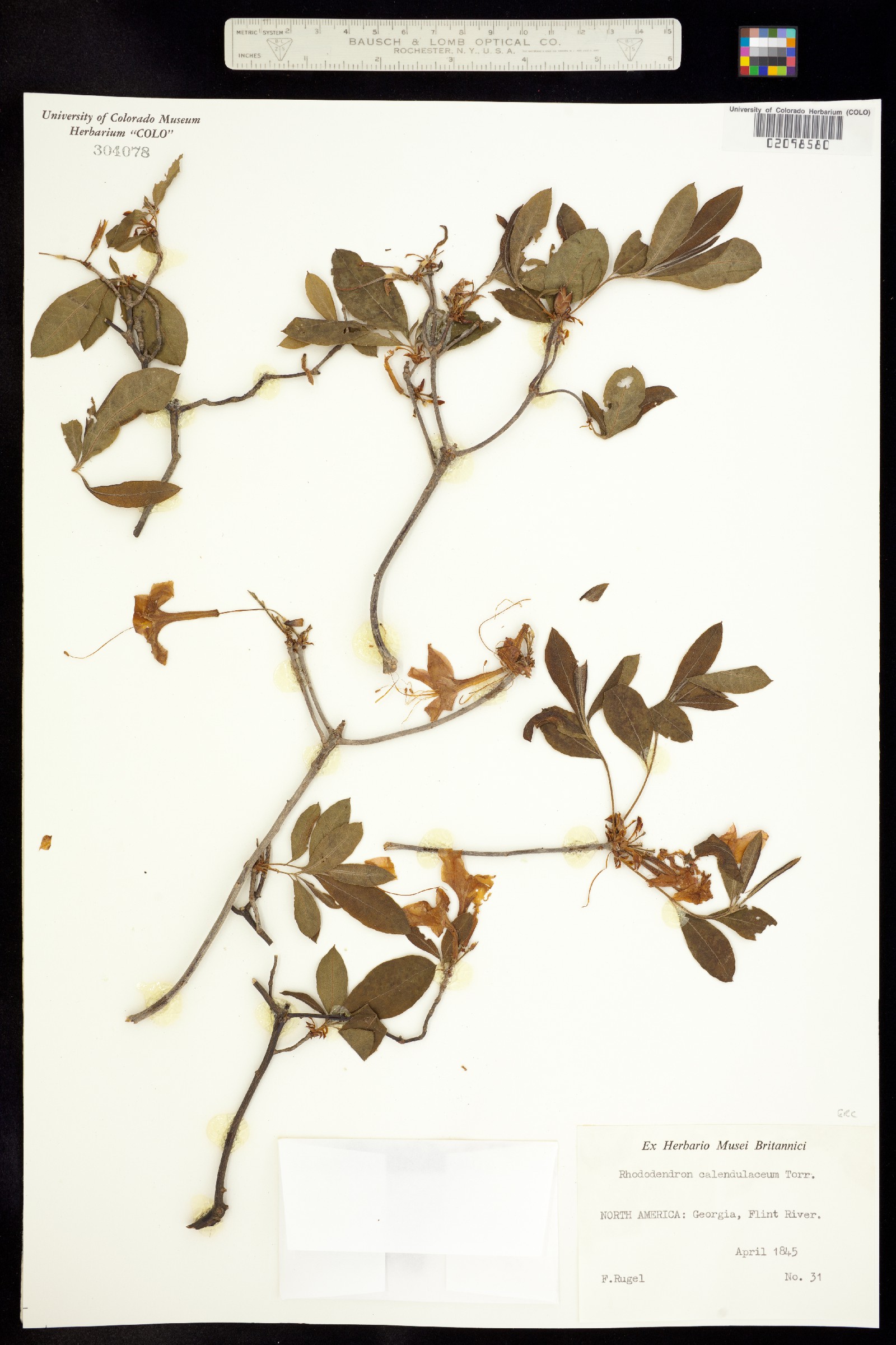 Rhododendron calendulaceum image