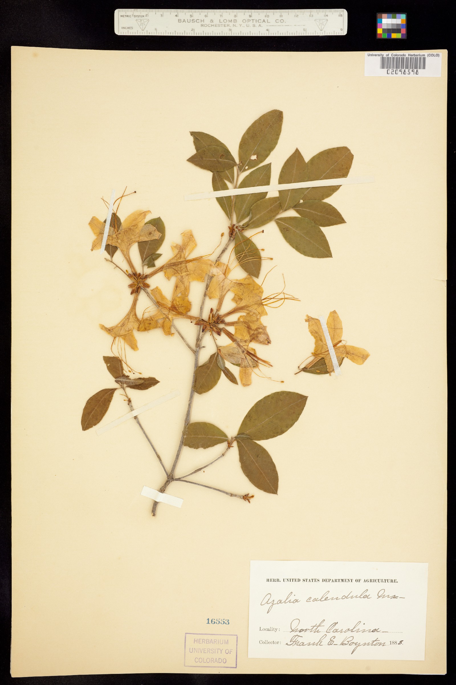 Rhododendron calendulaceum image