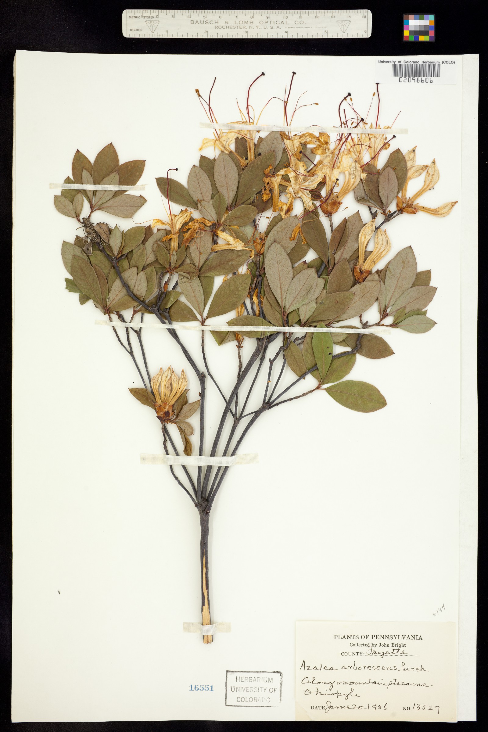 Rhododendron arborescens image