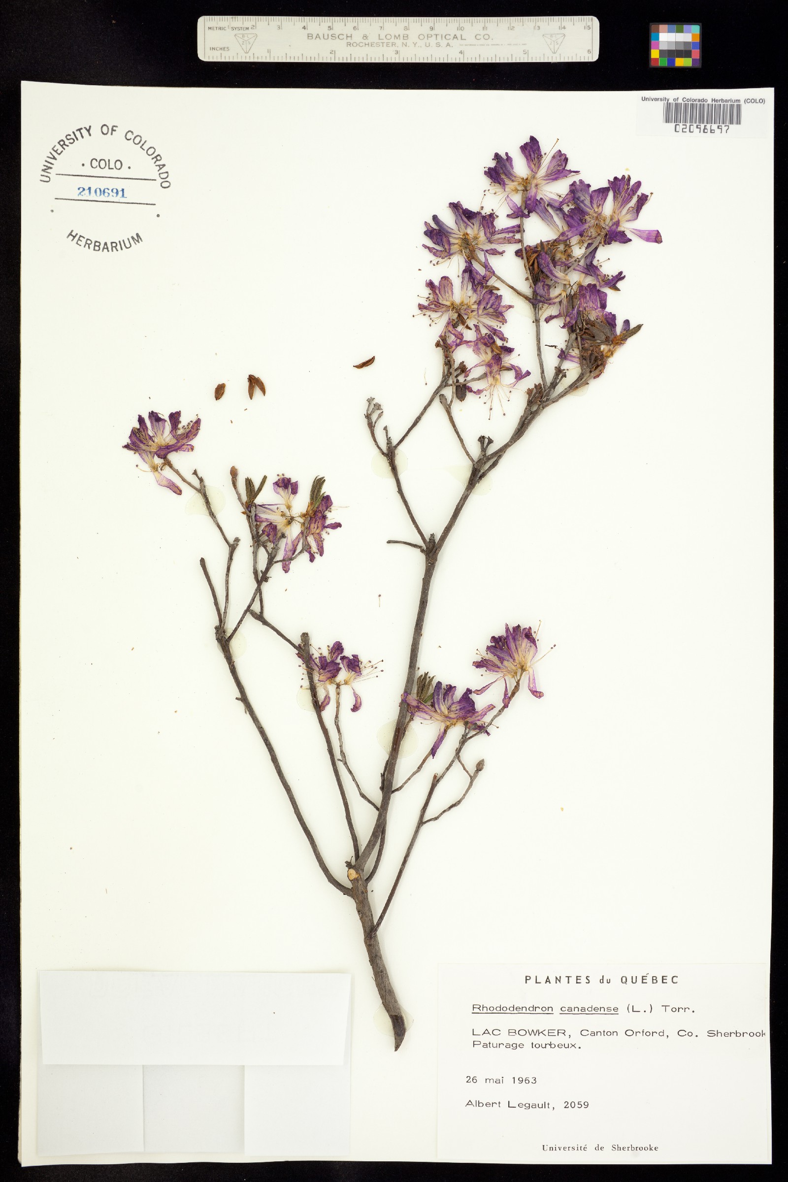 Rhododendron canadense image