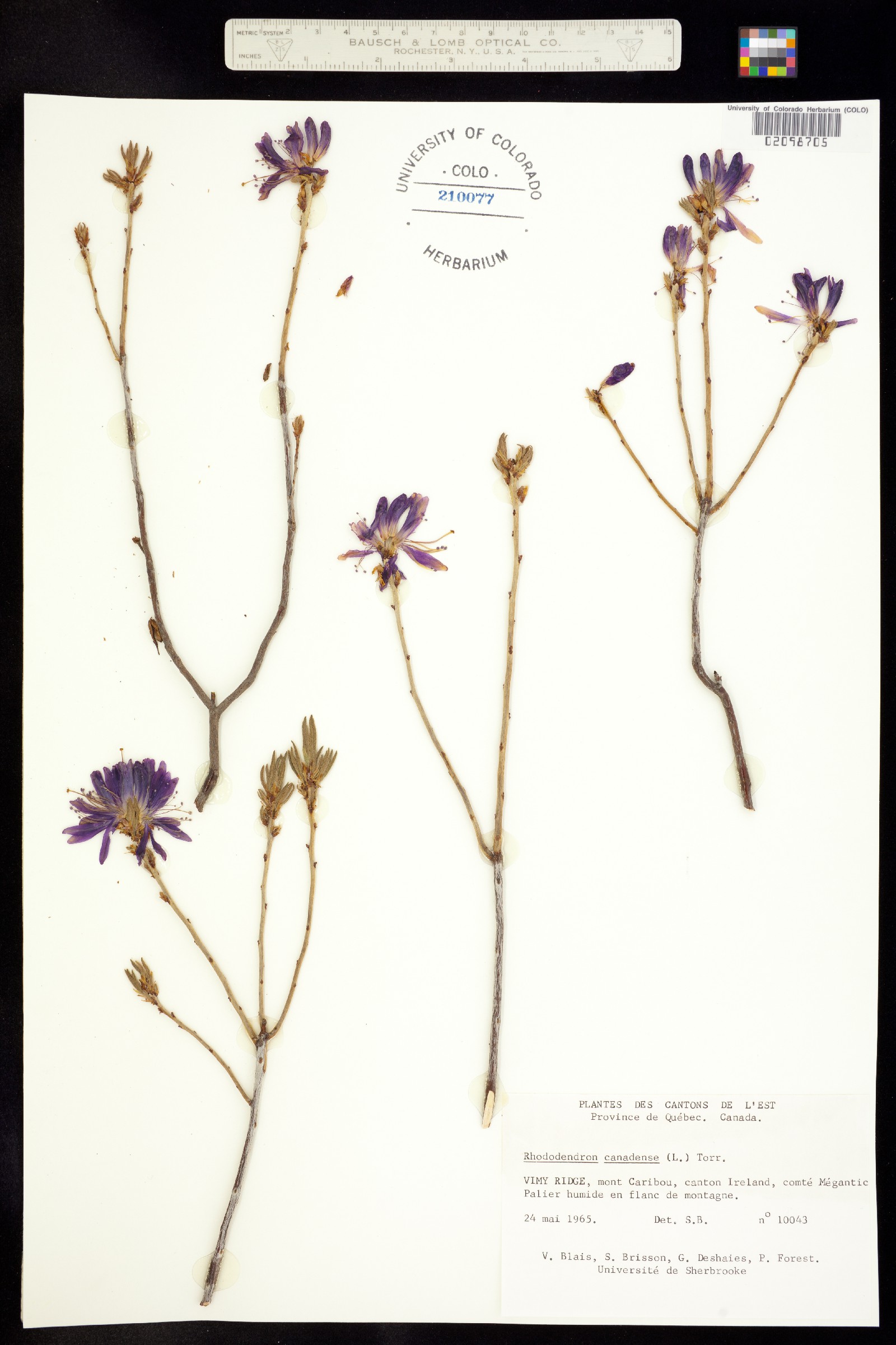 Rhododendron canadense image