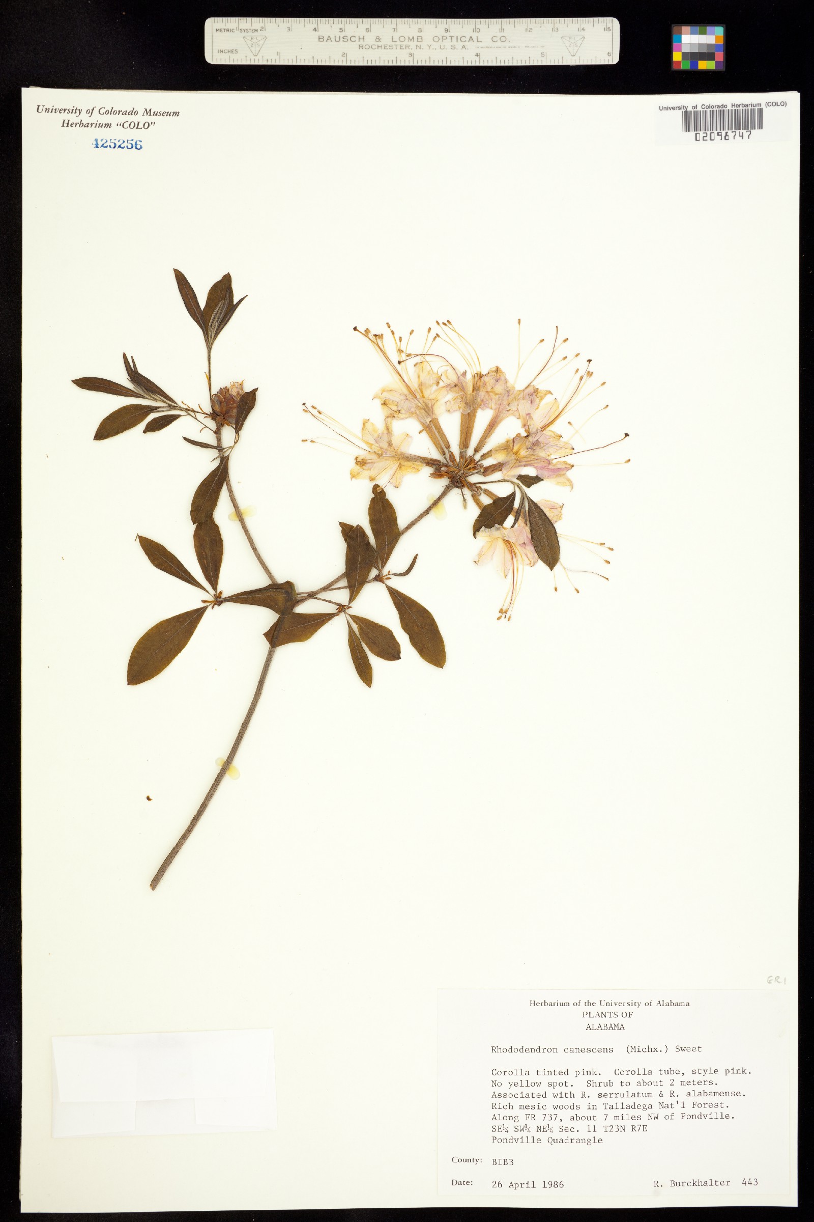 Rhododendron canescens image