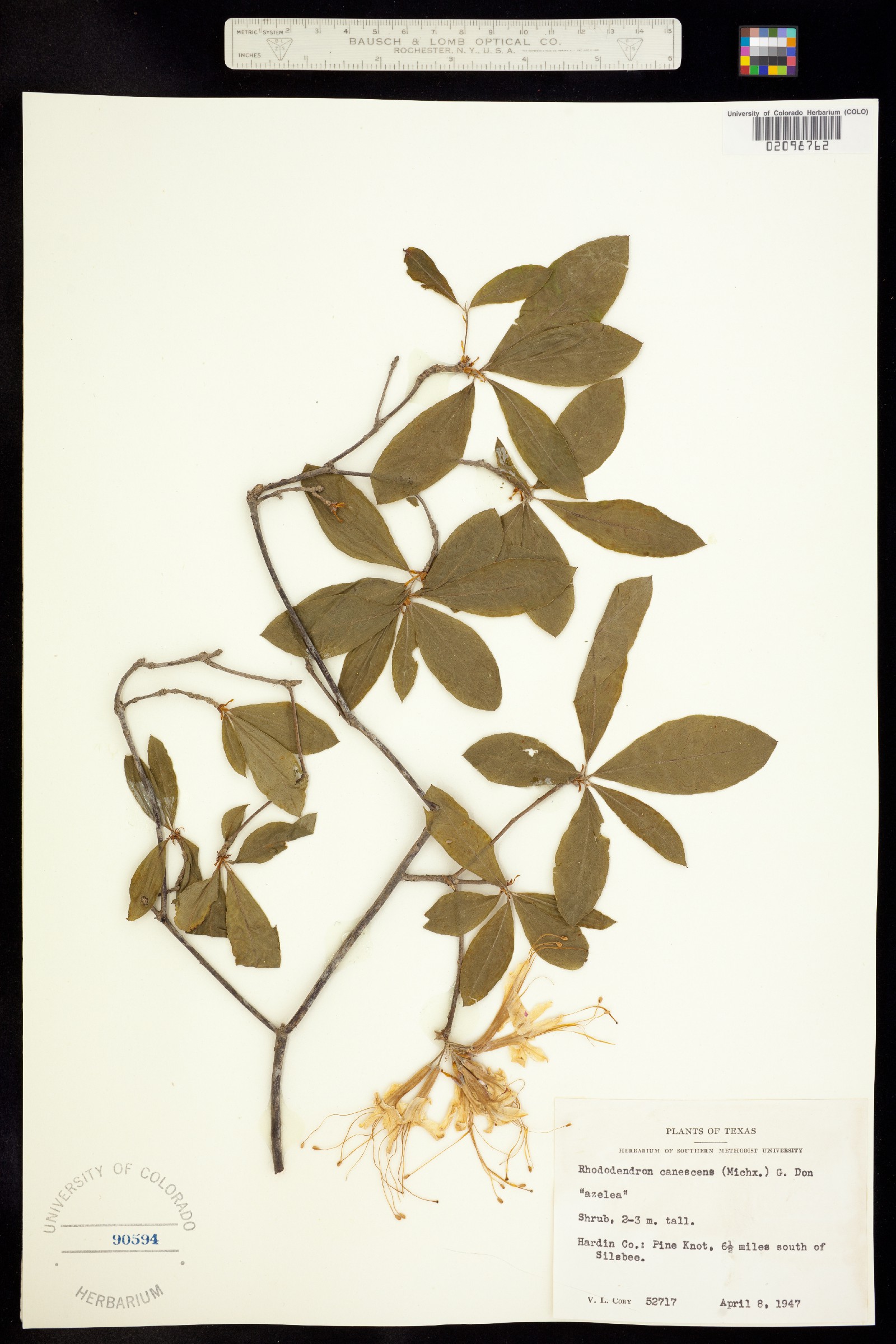 Rhododendron canescens image