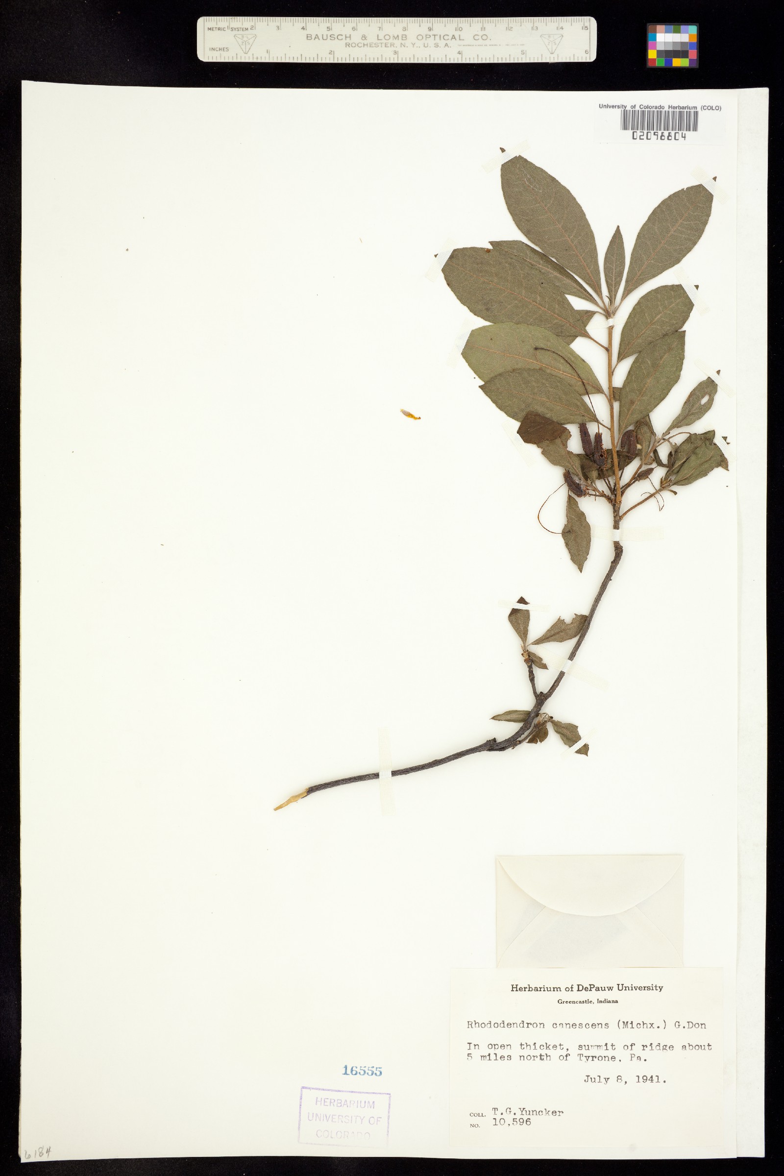 Rhododendron canescens image