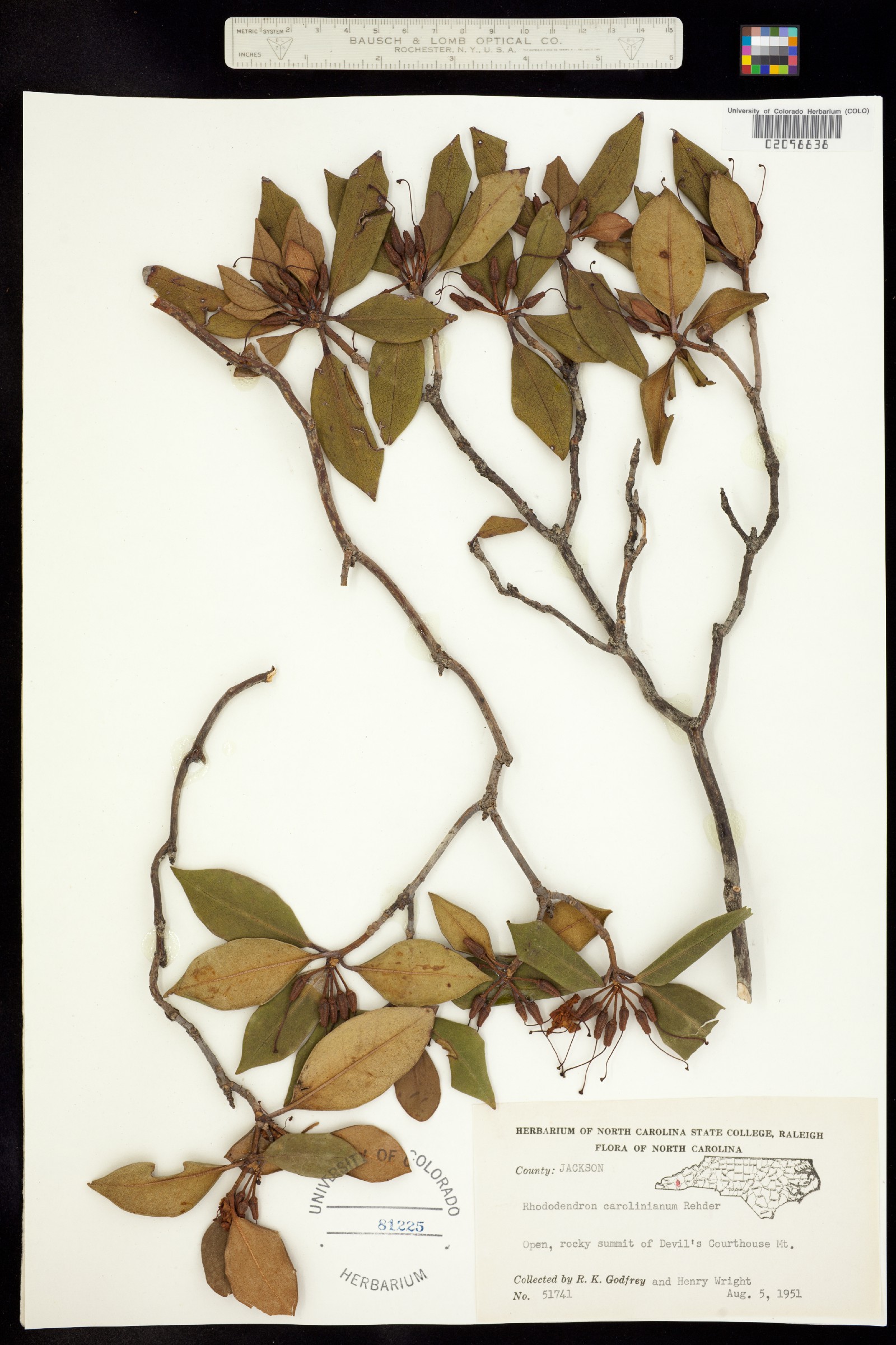 Rhododendron carolinianum image