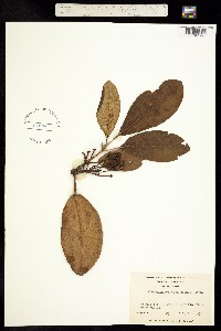 Image of Rhododendron catawbiense