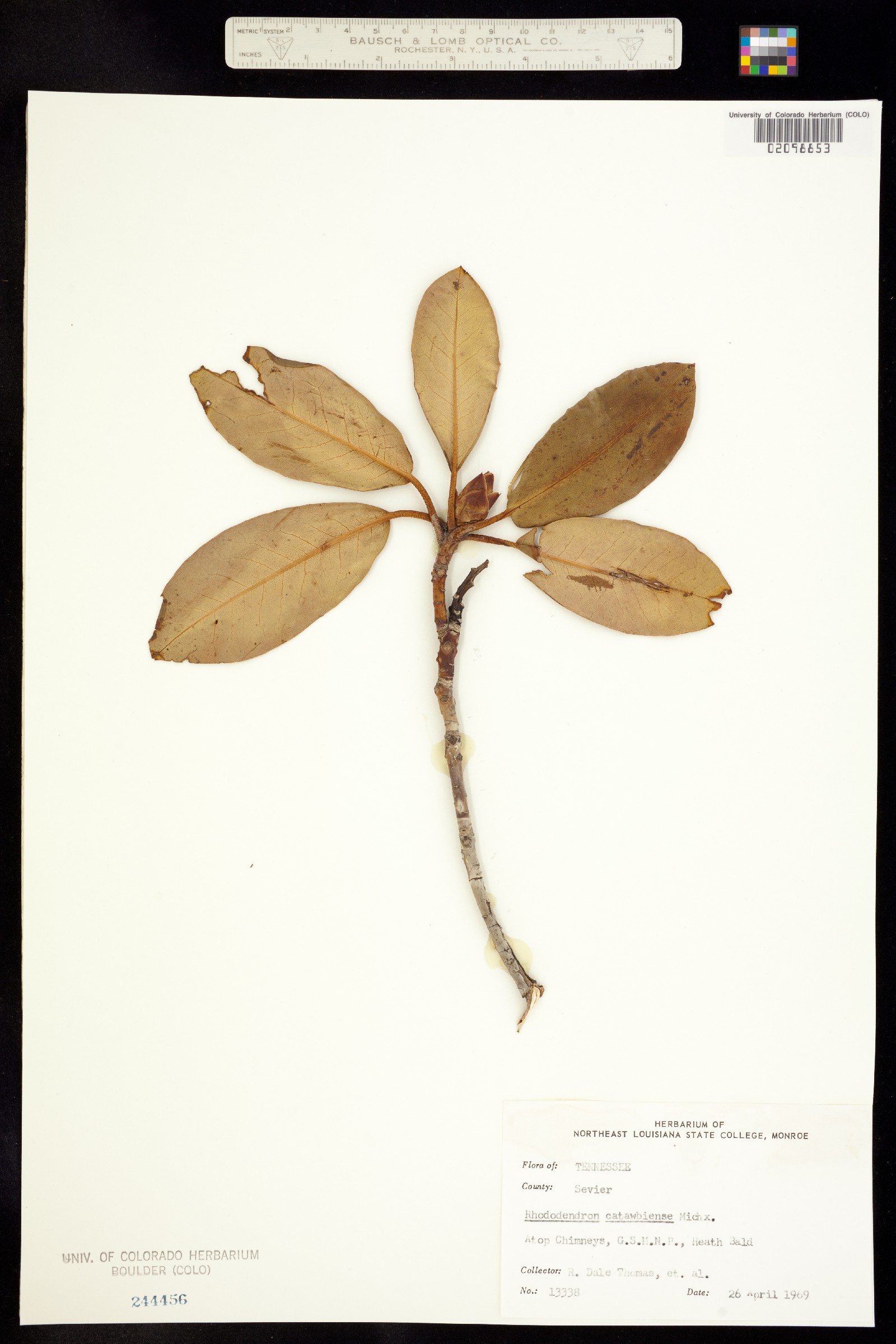 Rhododendron catawbiense image