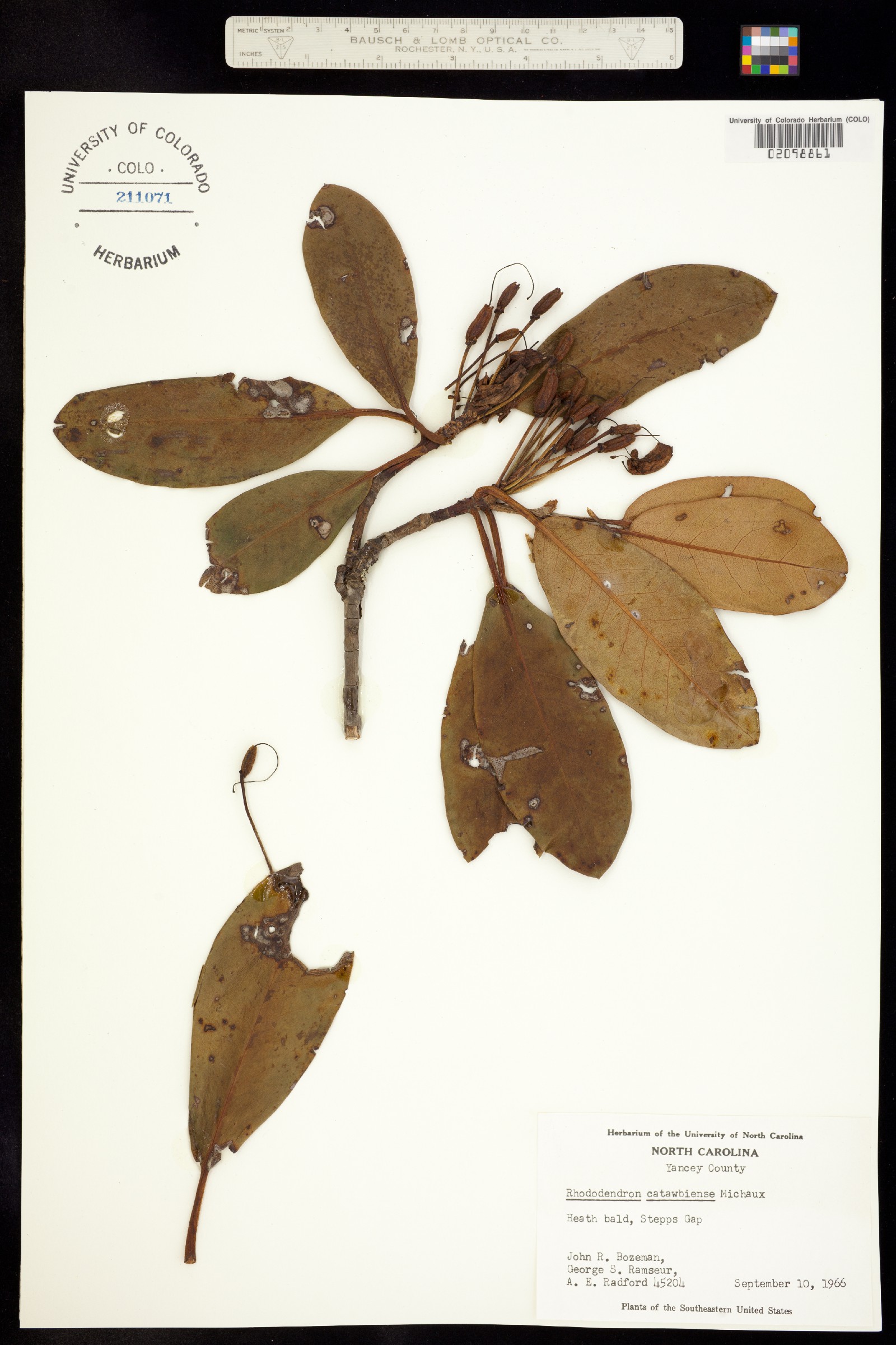 Rhododendron catawbiense image