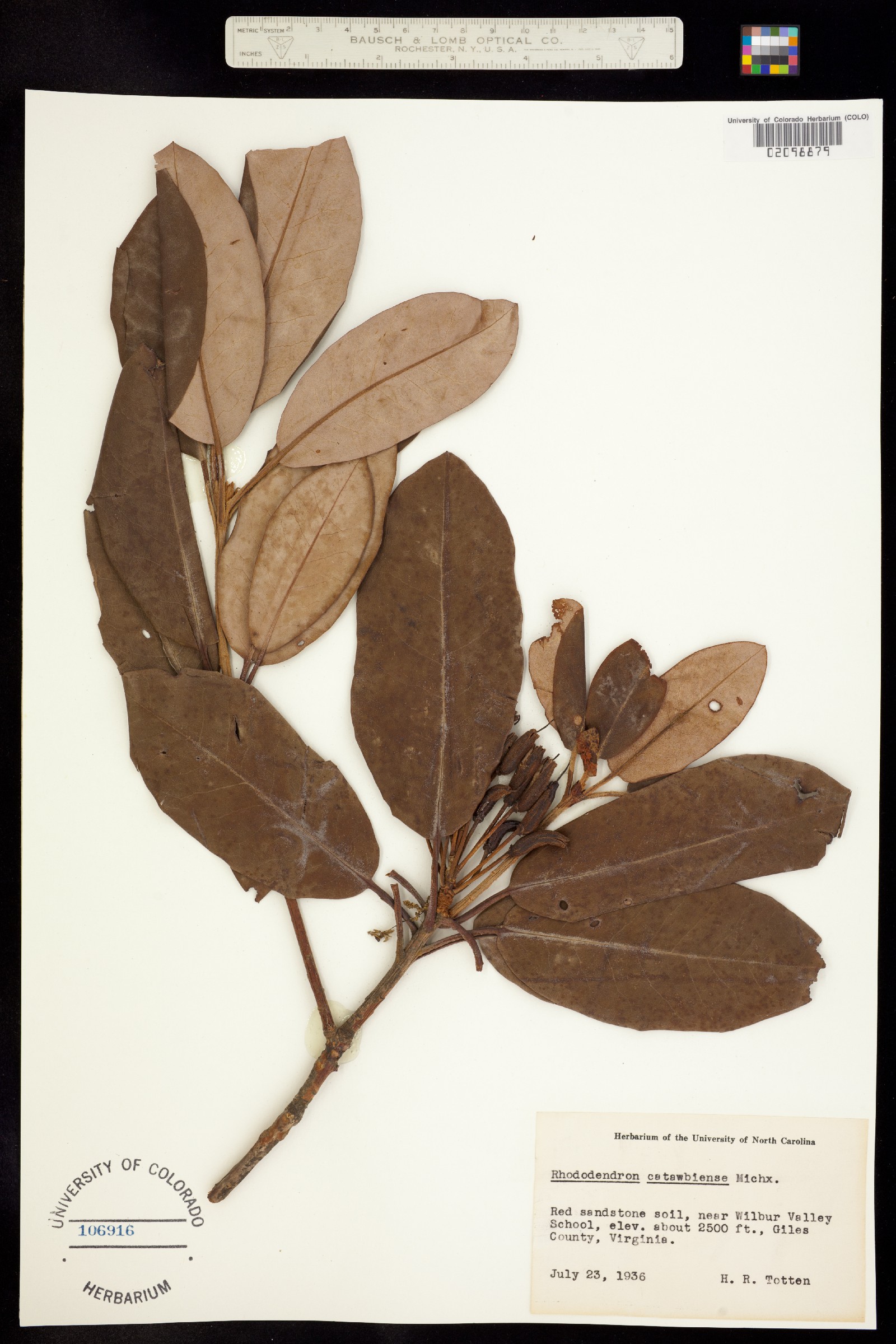 Rhododendron catawbiense image