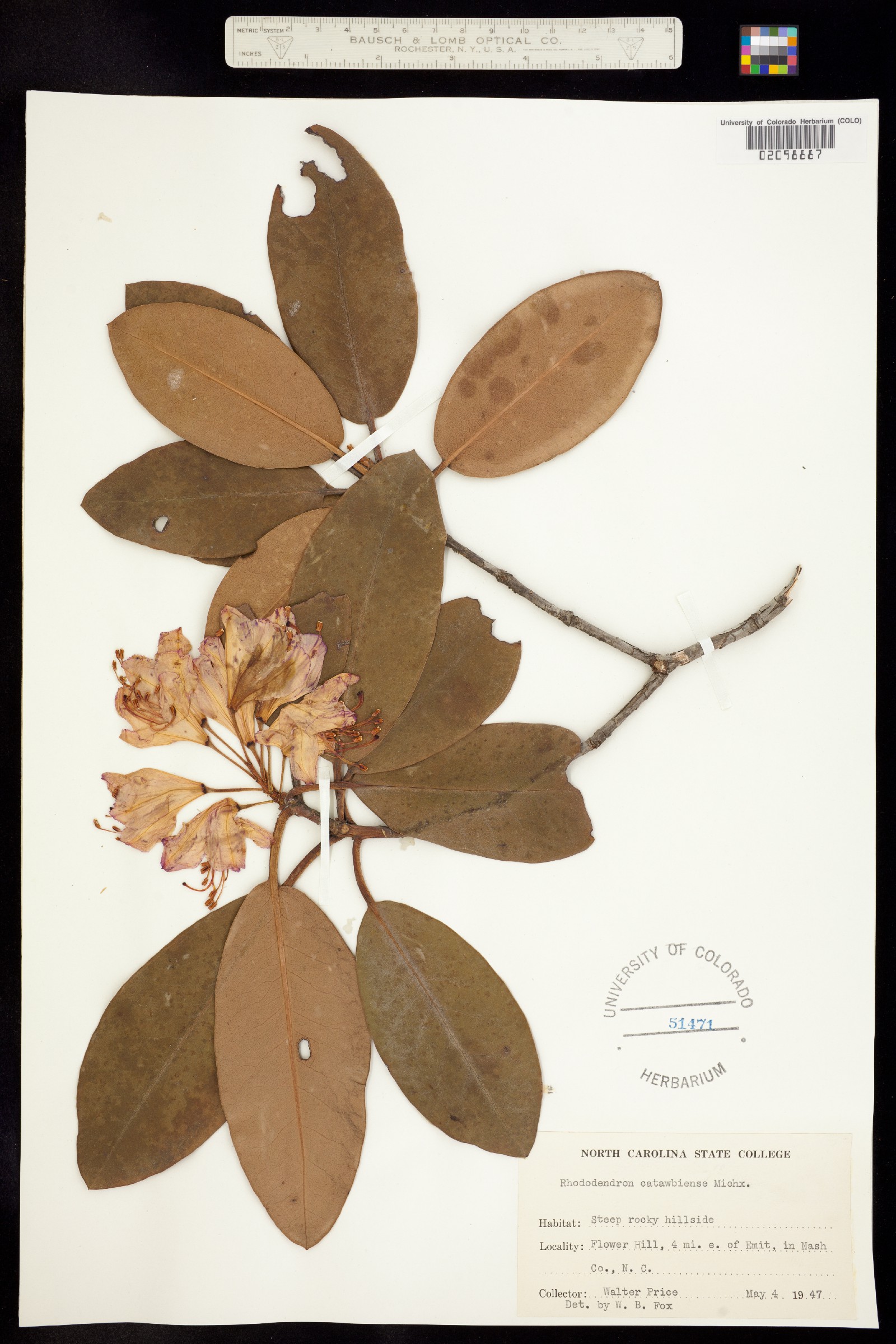 Rhododendron catawbiense image